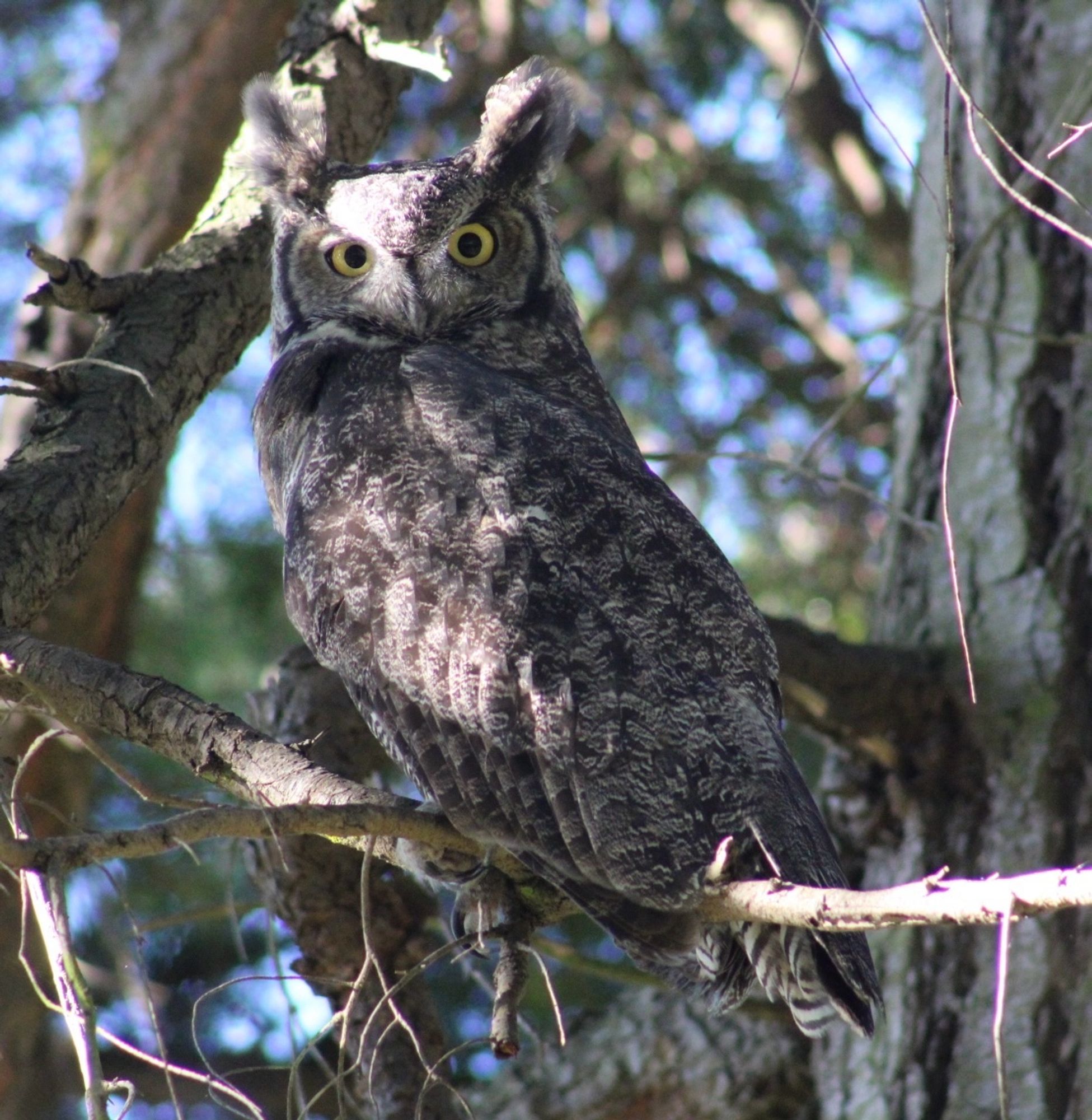 A great horned owl sits on a branch. 