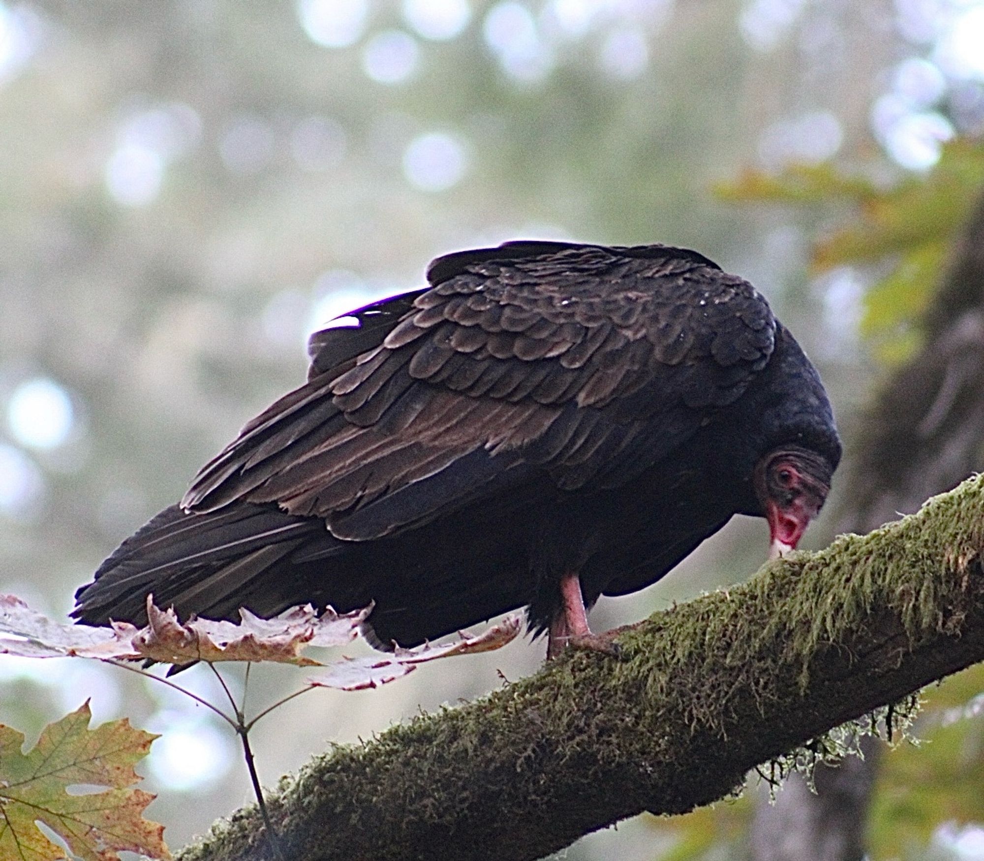 A turkey vulture sits on a branch, picking at something with its beak.