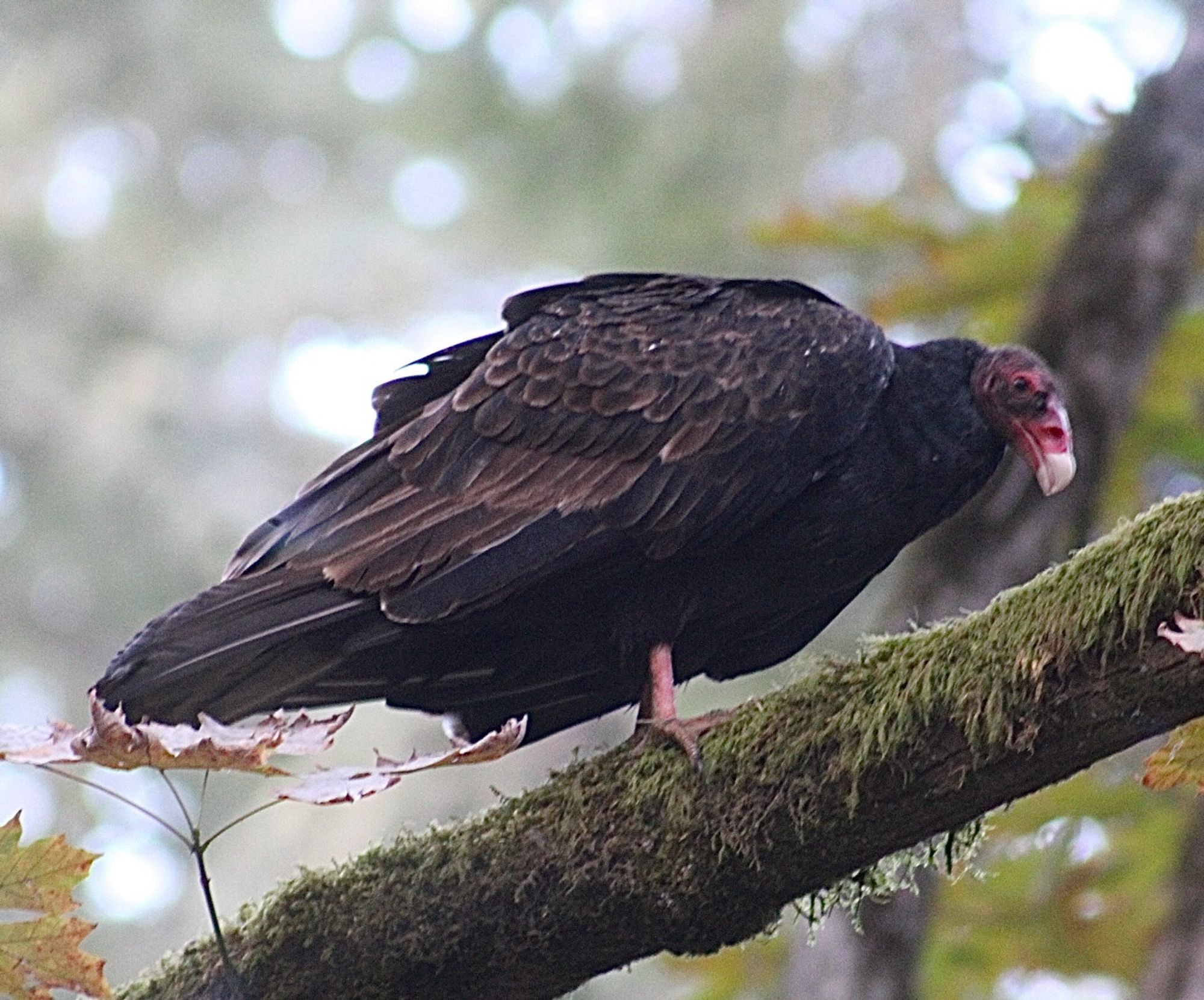 A turkey vulture sits on a branch, picking at something with its beak.