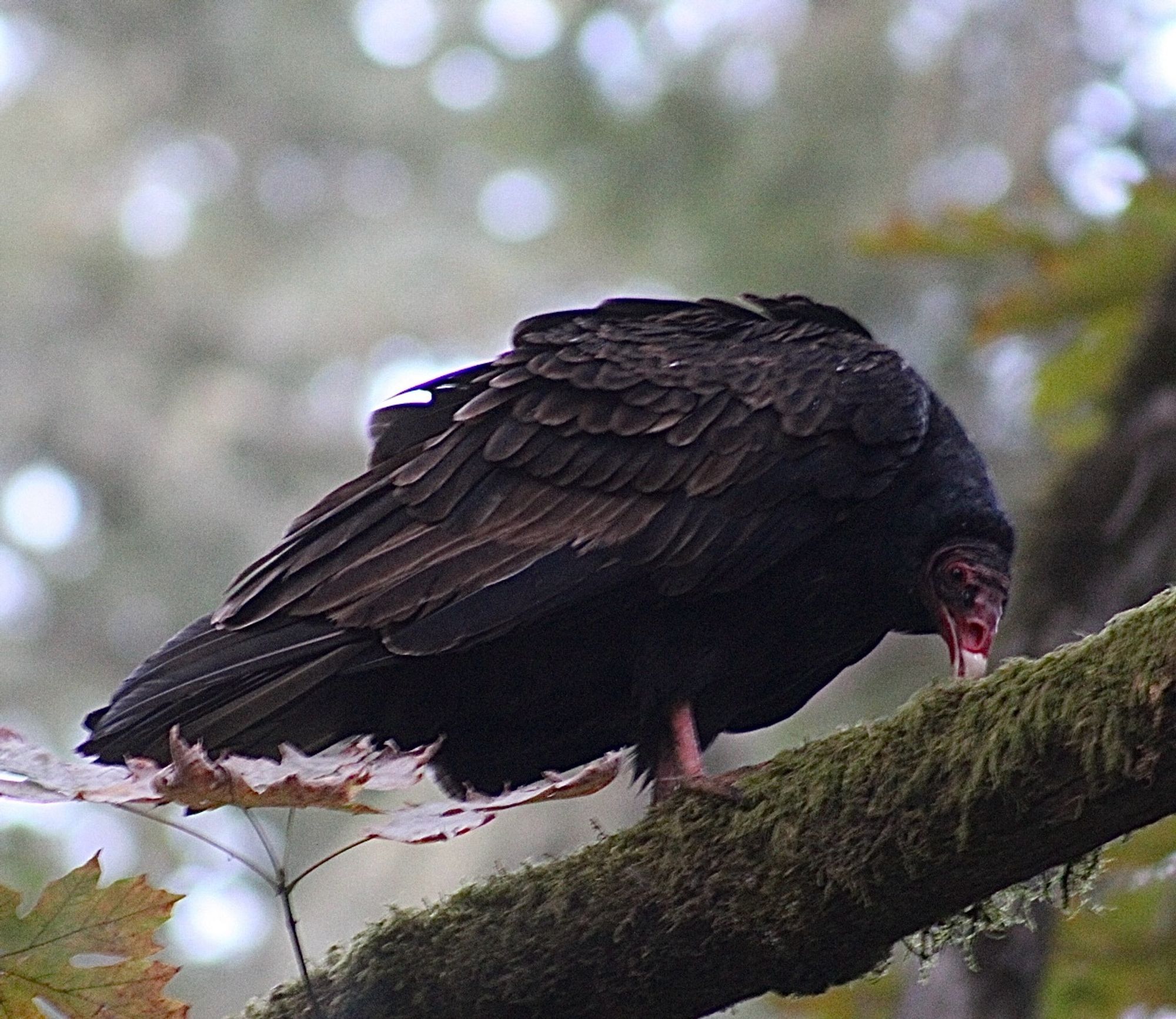 A turkey vulture sits on a branch, picking at something with its beak.