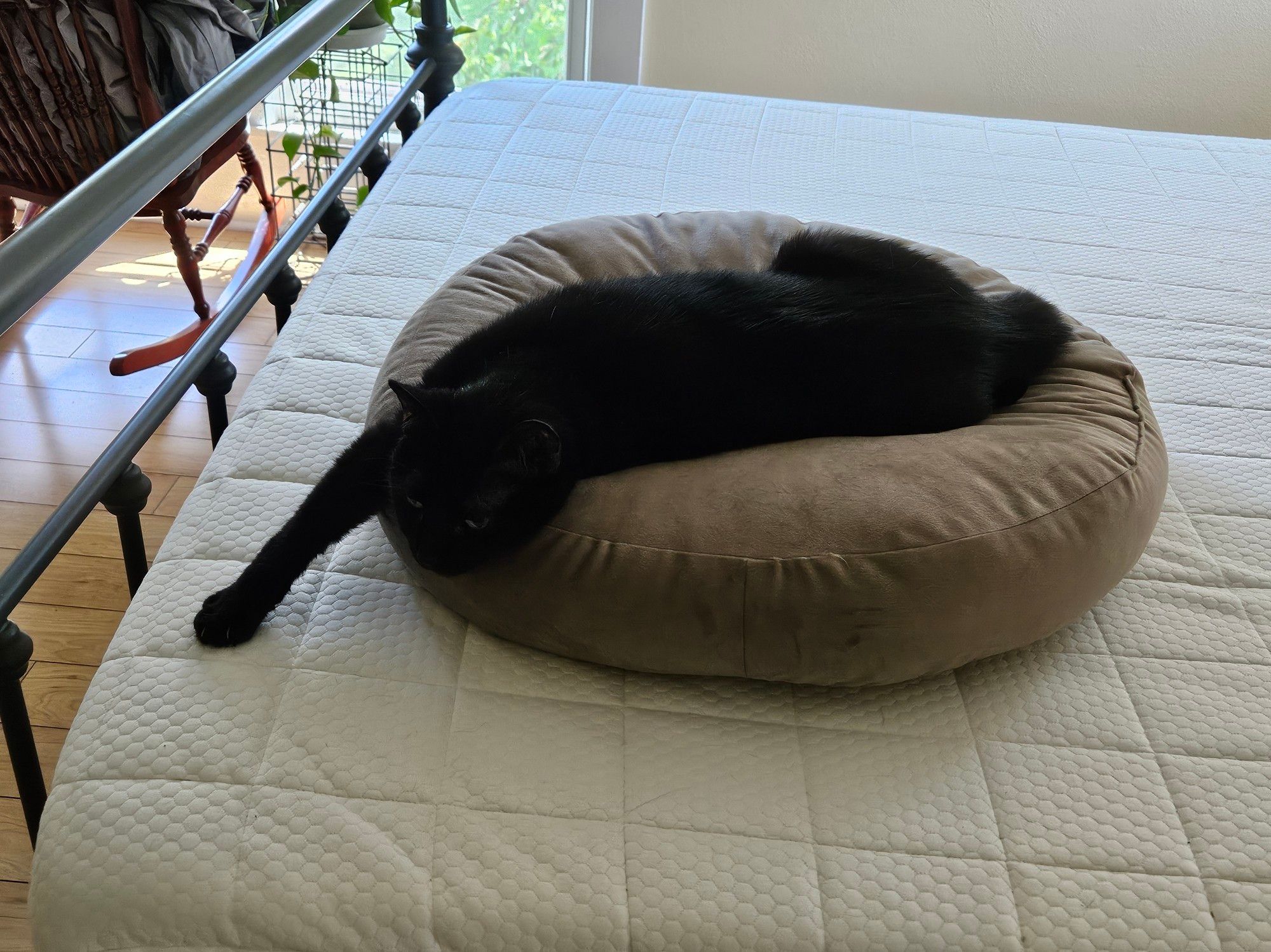 Melted cat