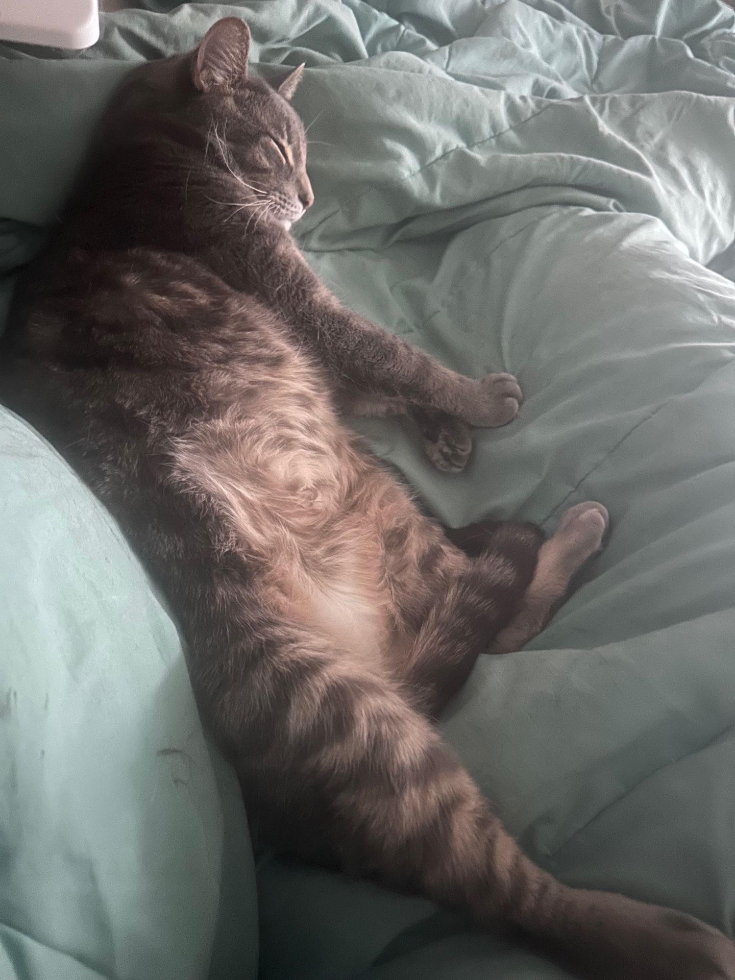 Gray tabby bathed in sun, cuddled in light blue blamket