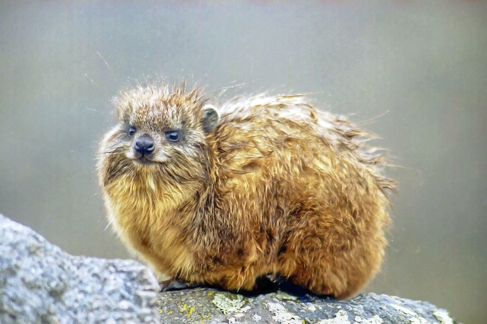 from wikimedia: "Young hyrax on Mount Kenya"