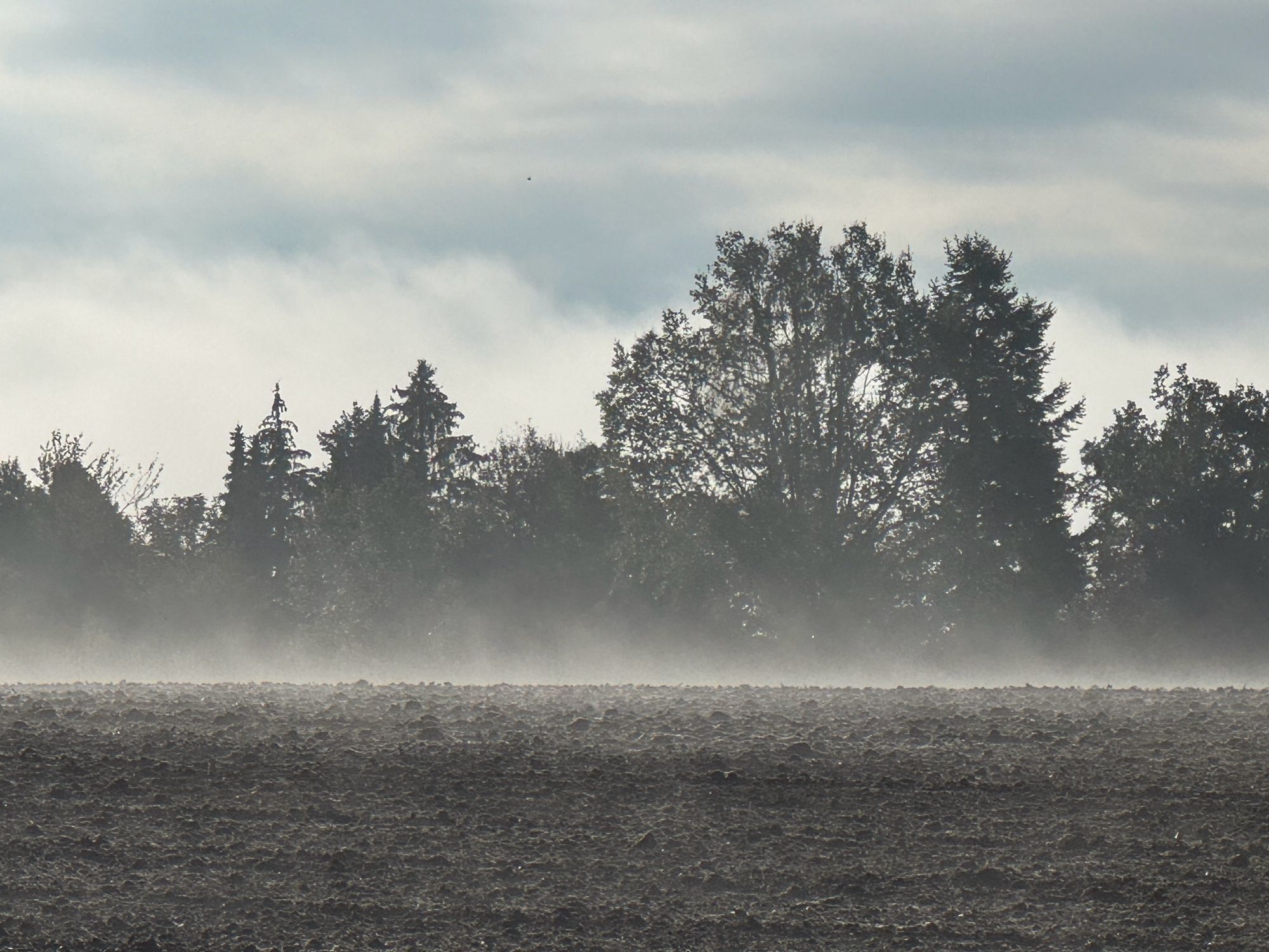 Bodennebel vor einer Baumgruppe aufsteigend über dem Acker…