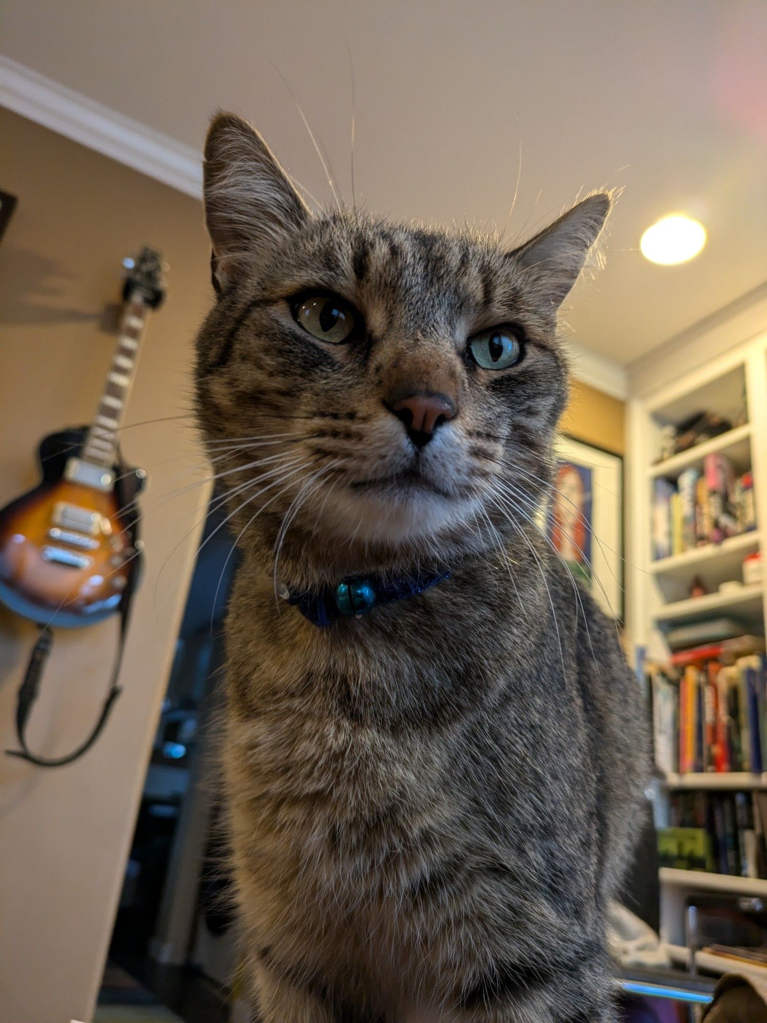 Handsome Tabby posing like a pro. Close-up of his cute face, his blue bell just visible below his chin