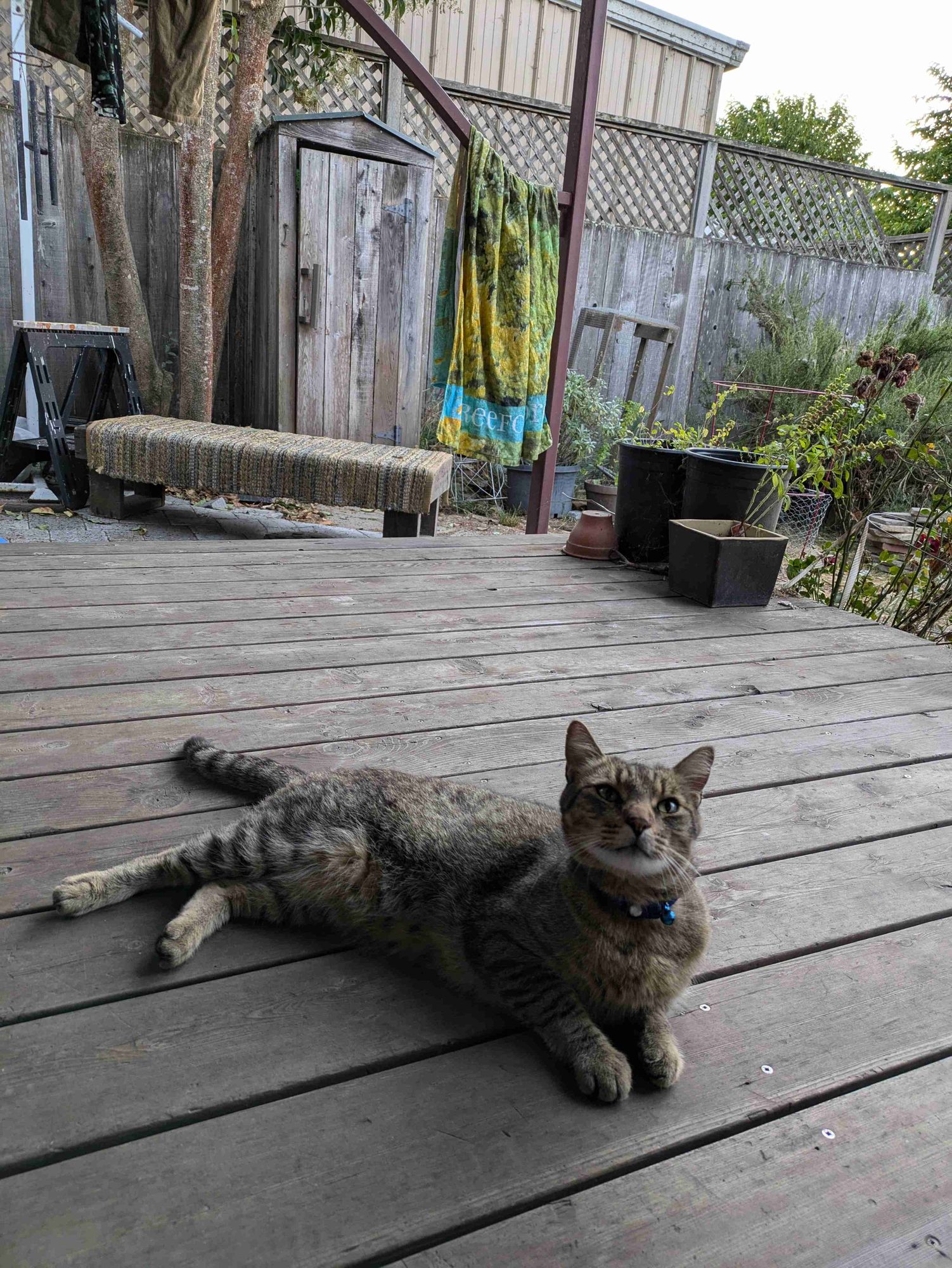 Tabby cat lying on the back deck looking up expectantly. Back end still lounging while front end is alert