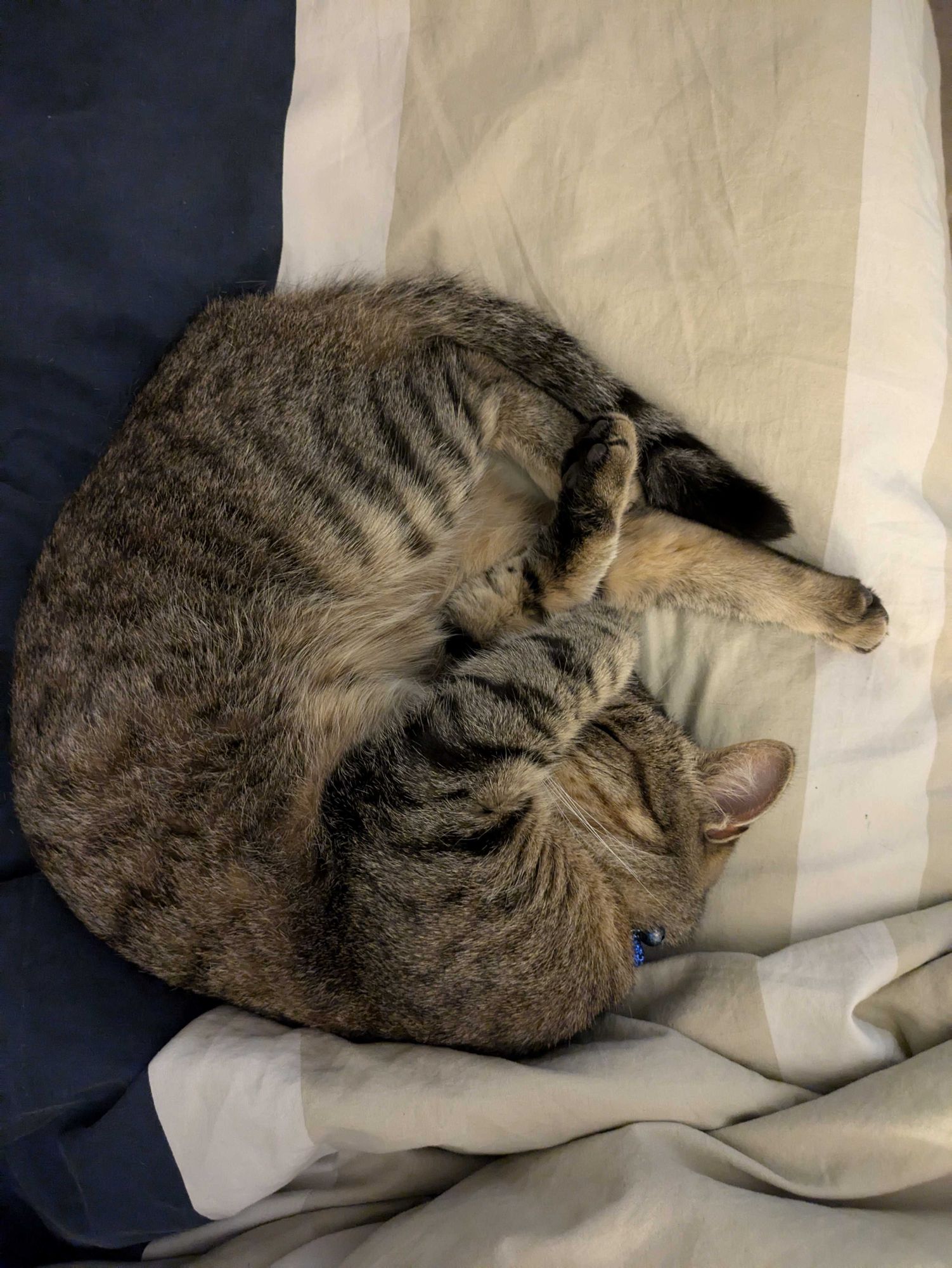 Tabby cat curled up in peaceful slumber on the bed