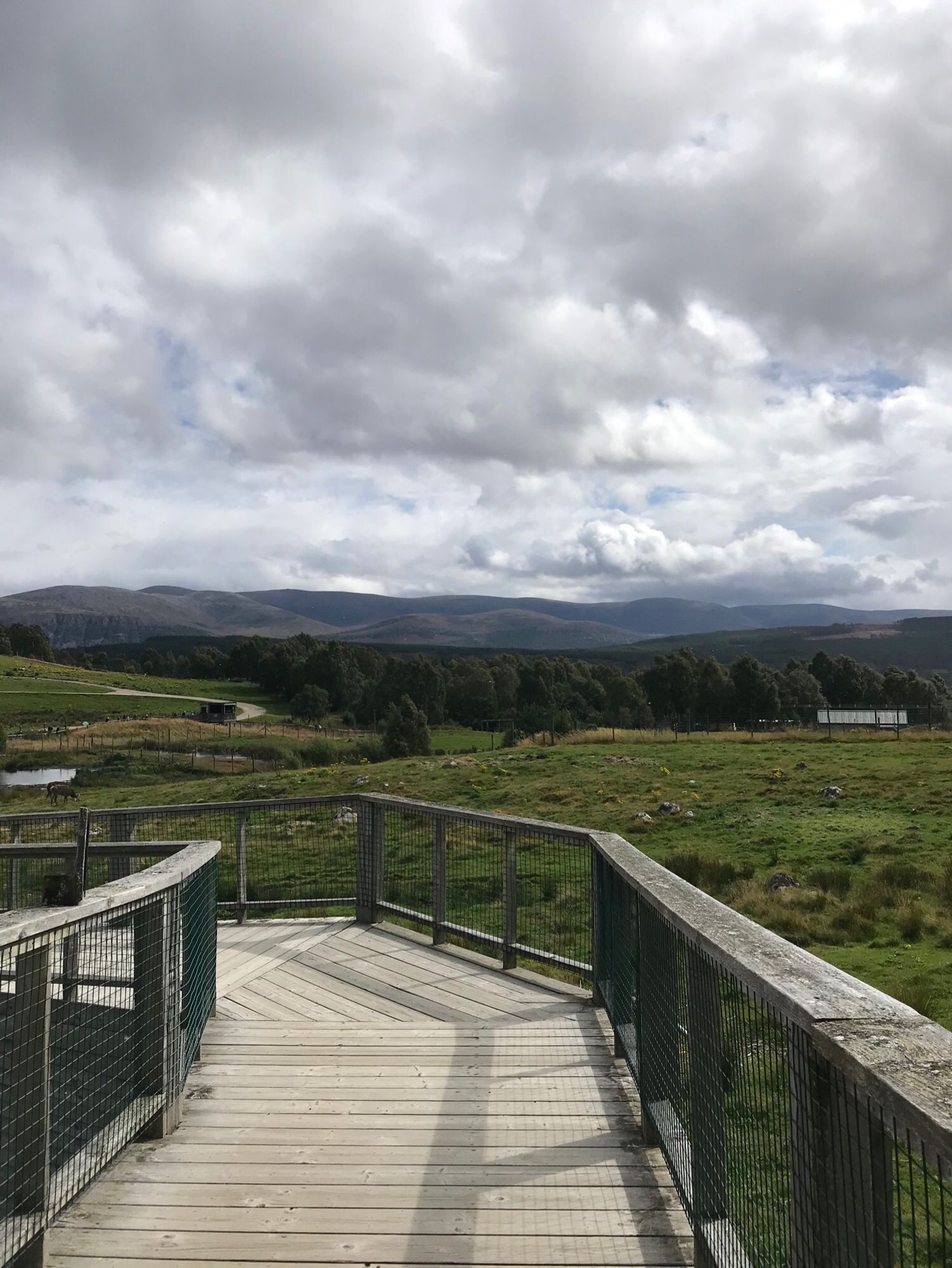 Views over the Scottish highlands with deer roaming around and a wooden walkway with railings leading off into the distance