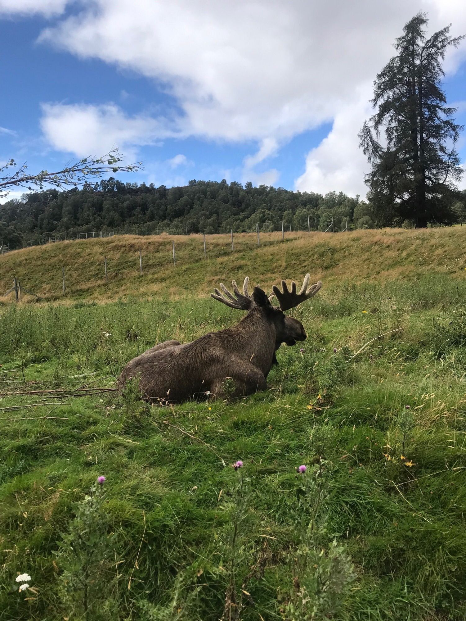 An elk (or possibly a moose?) in the Scottish highlands