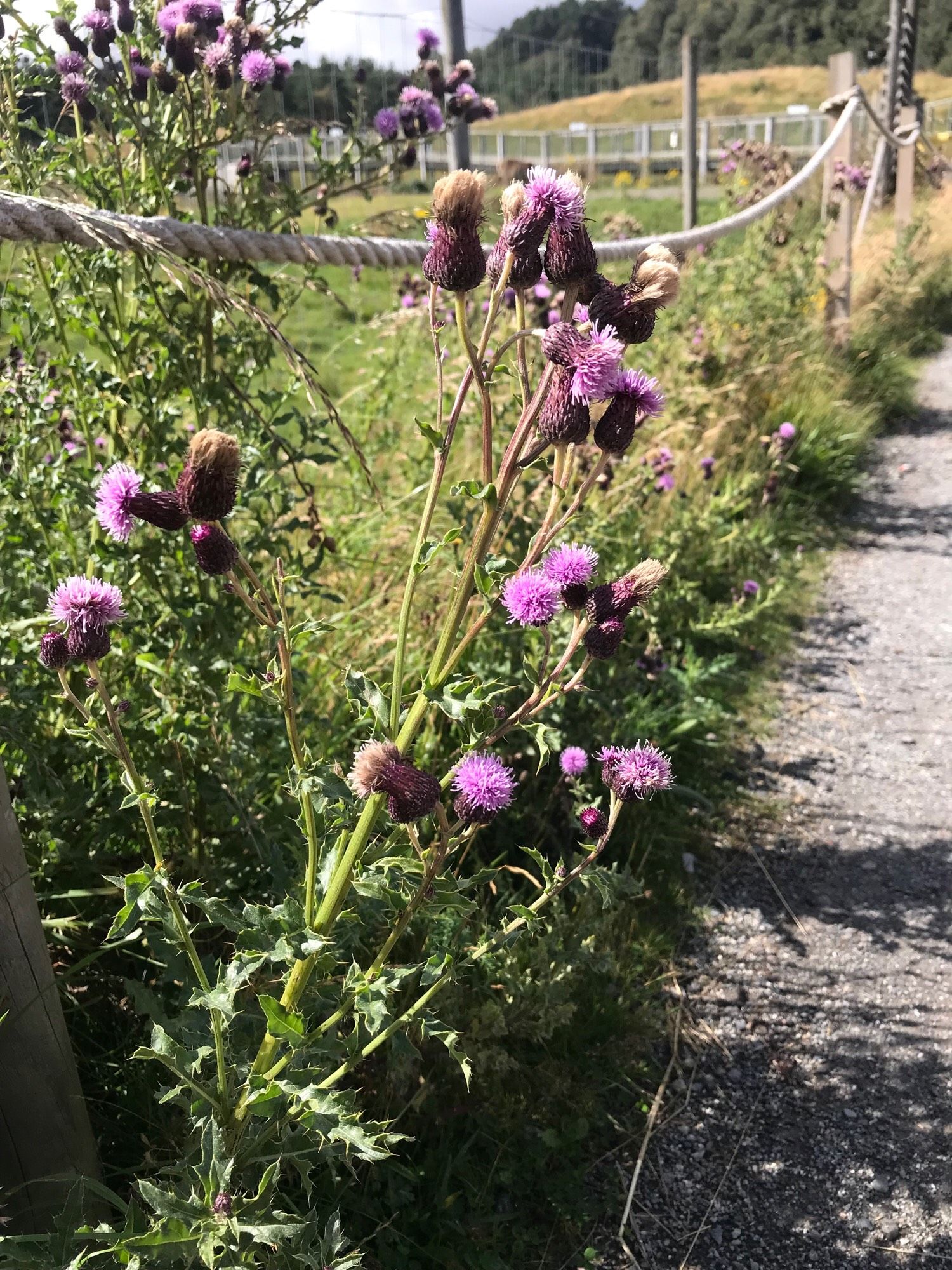 Thistles in the sunshine, the flower of Scotland