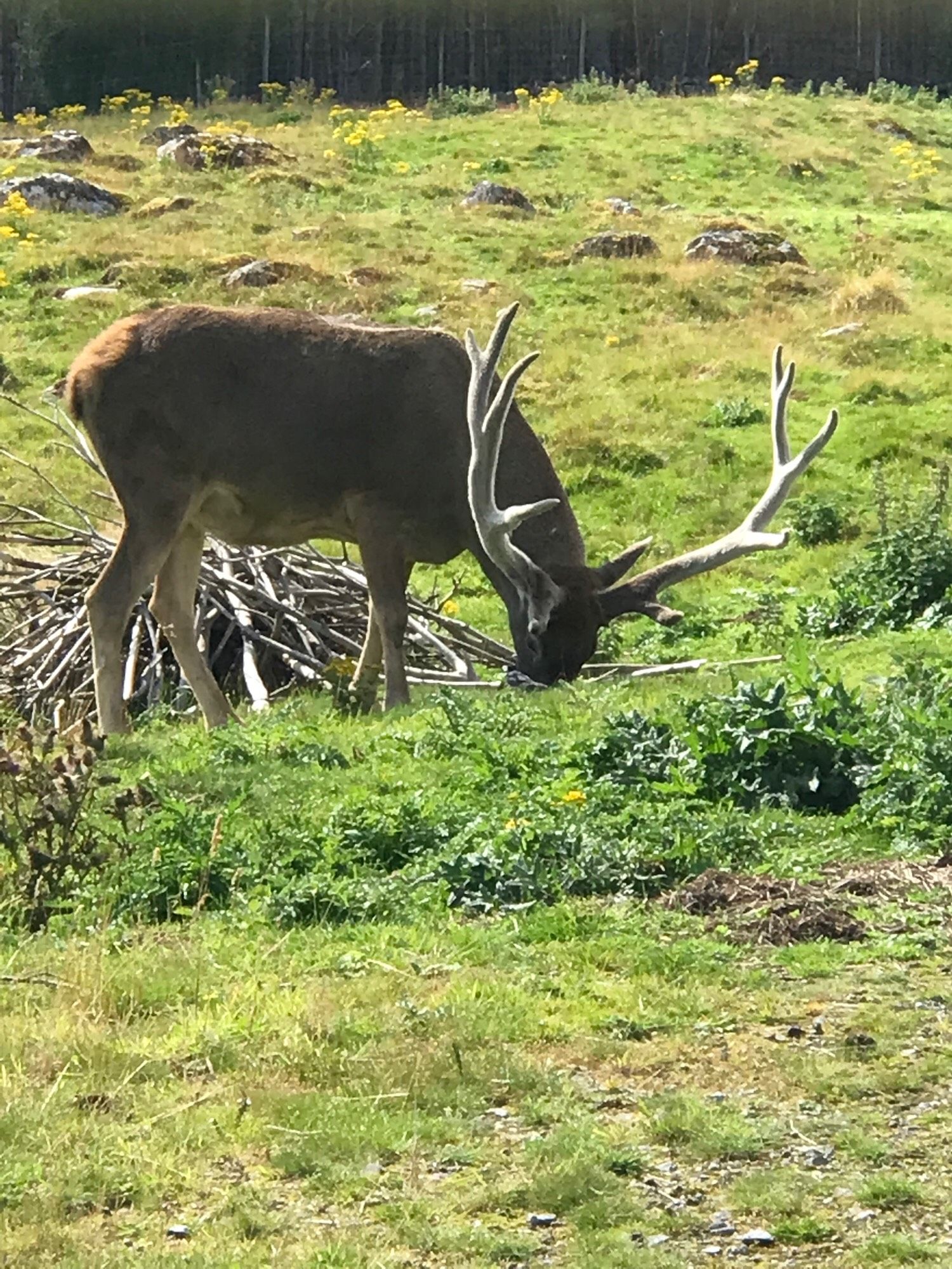 A stag with huge fuzzy antlers grazing on some grass