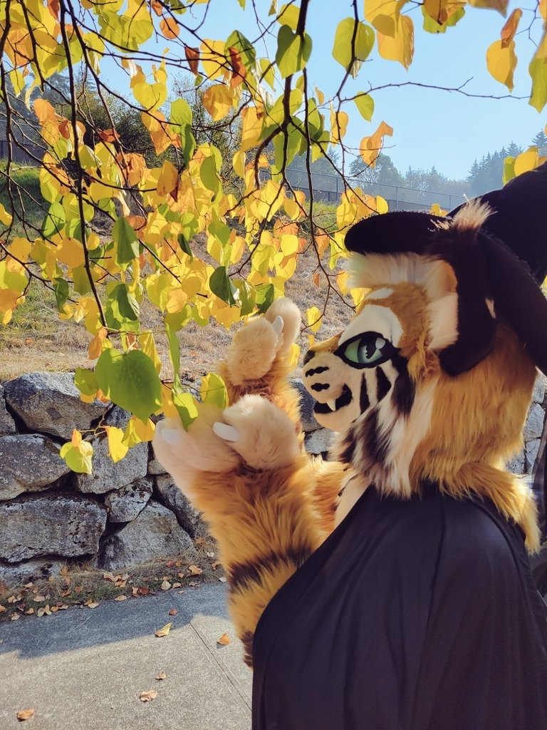 A tan bobcat fursuiter wearing a black witch's hat and a black cloak reaches toward some leaves in the midst of changing color from light green to a golden yellow.