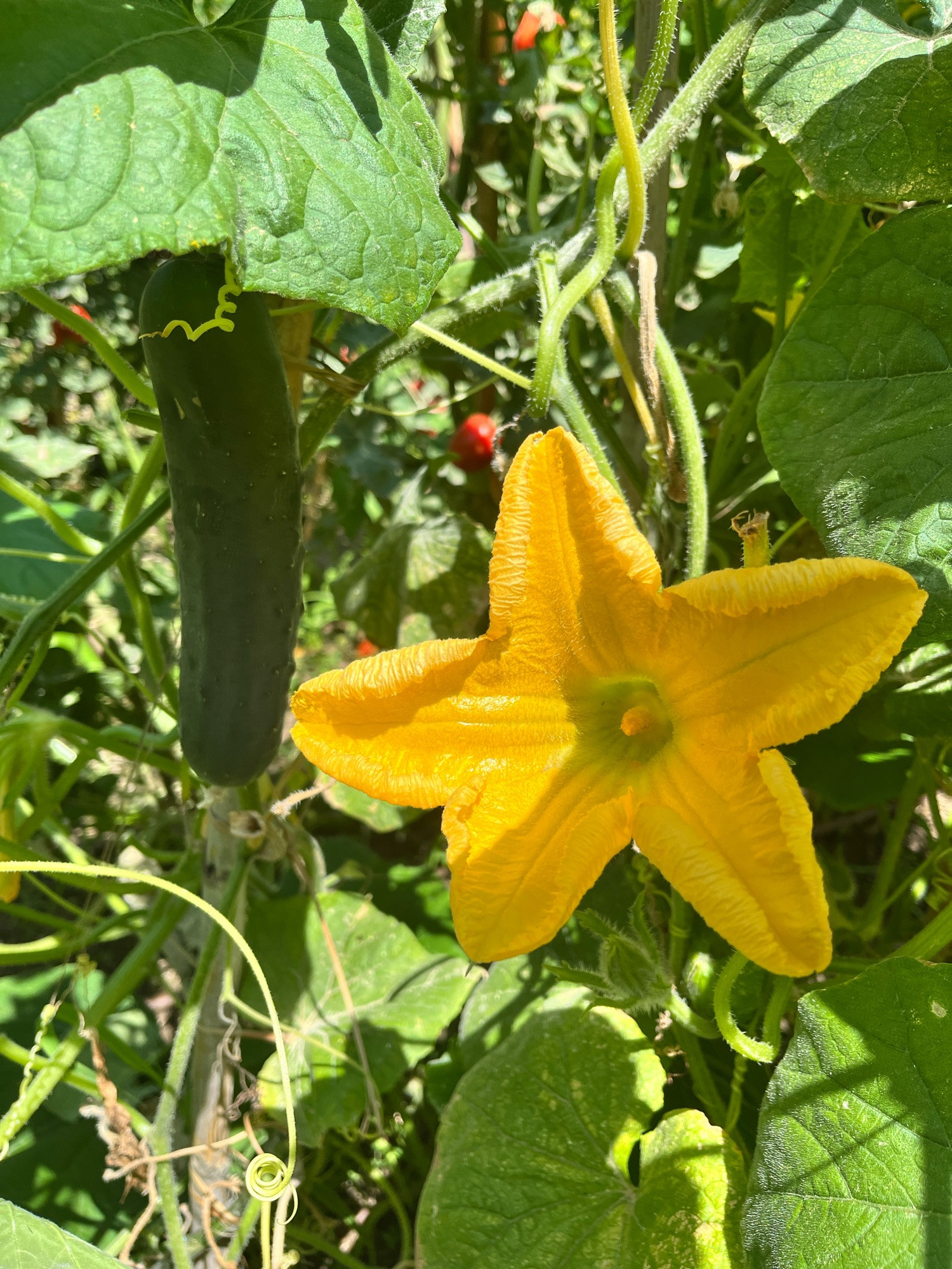 Cogombre i flor de cogombre.