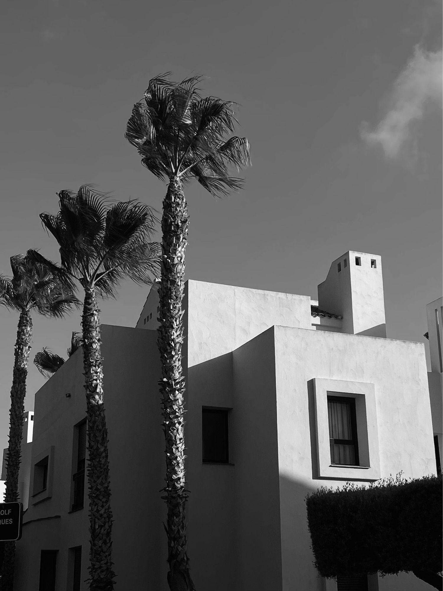 Picture of a hard architecture building bathed in sunshine with three tall palm trees aligned alongside.  It is black and white, it has strong, hard lines and yet it feels soft with the sun hitting the texture of the trunks and movement in the leaves.