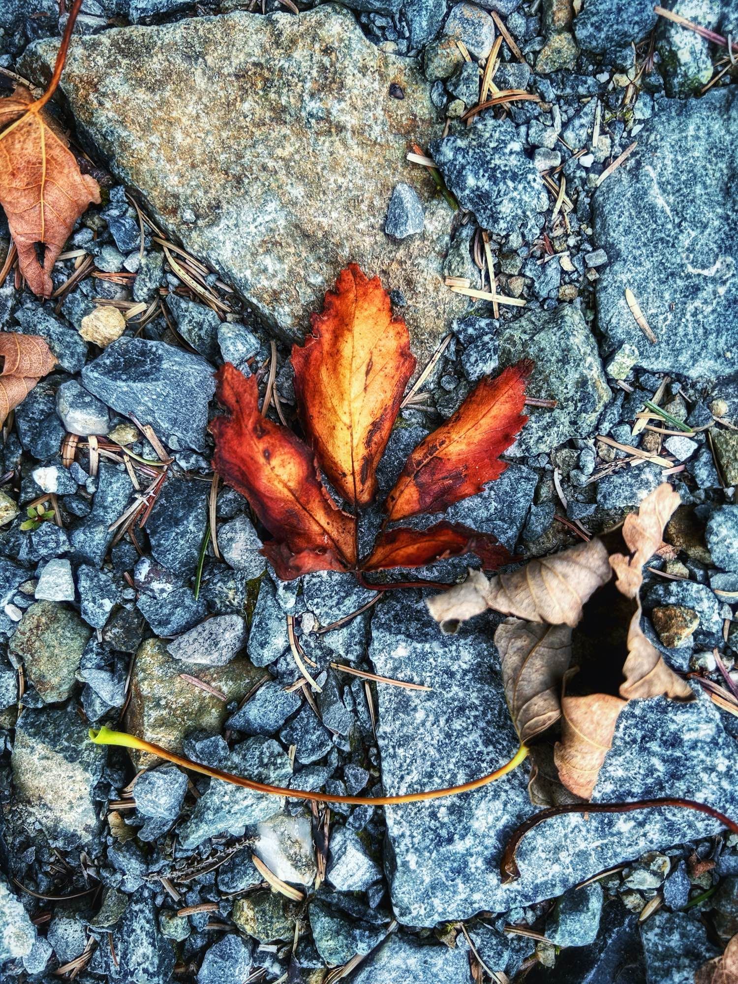 Red and yellow leaf on a stone background