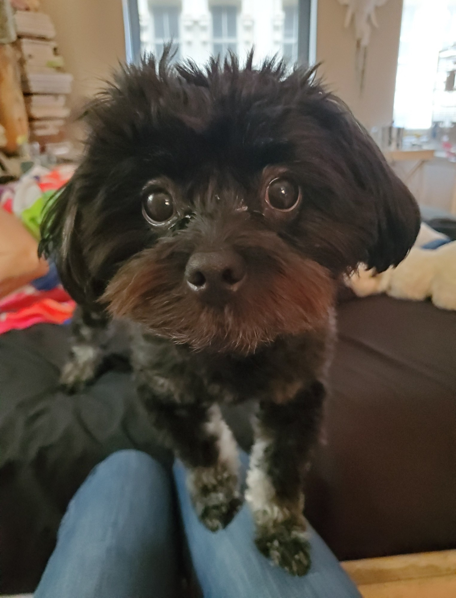 A small fluffy dog who is mostly black, stepping onto my lap. I think he is part Havanese.