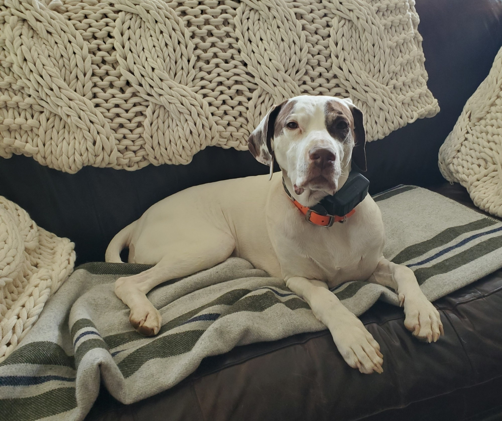 An English pointer. He is white with brown spots and is relaxing on a couch.