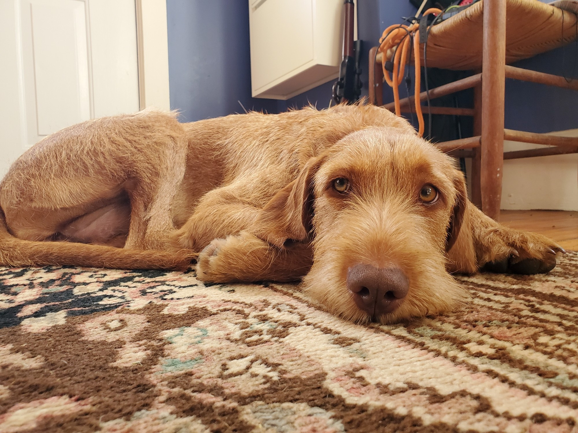 A beautiful reddish-brown wire-haired Viszla resting on the floor. She looks highly pettable.