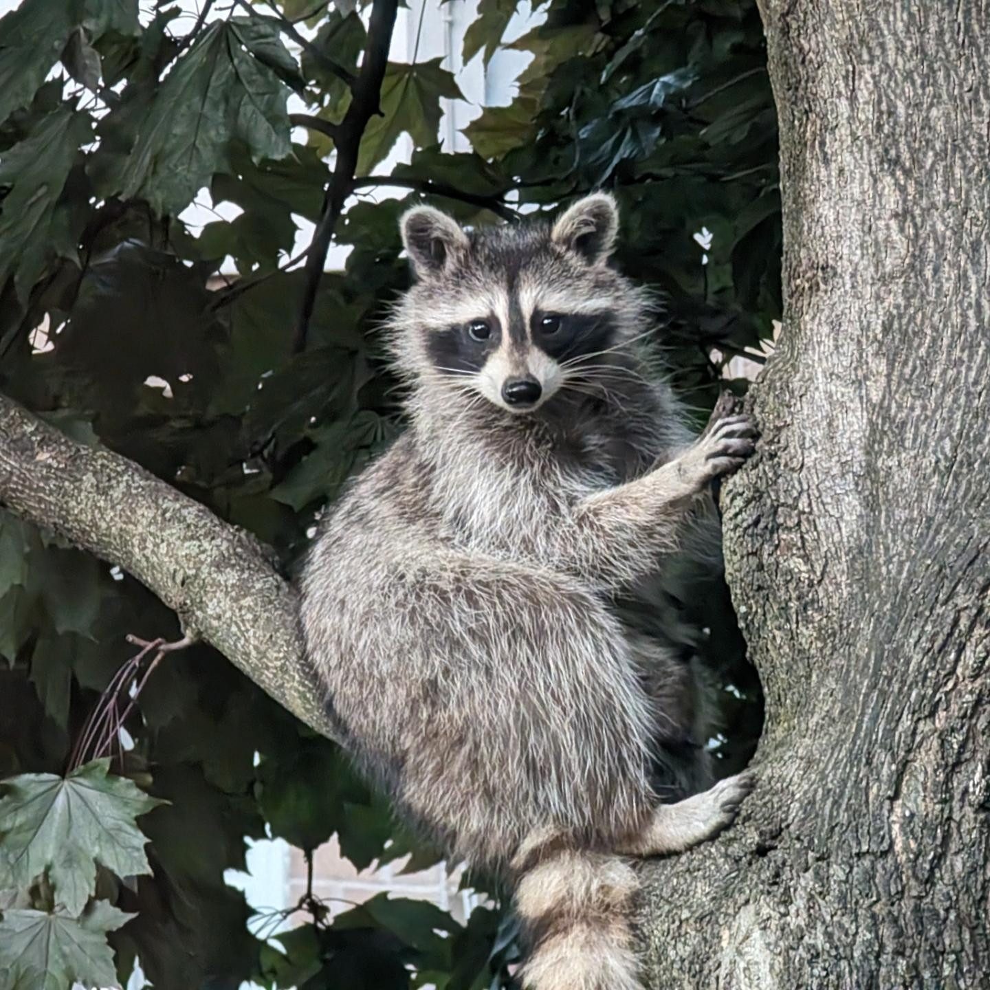 A raccoon staring at you...his beady eyes piercing your soul