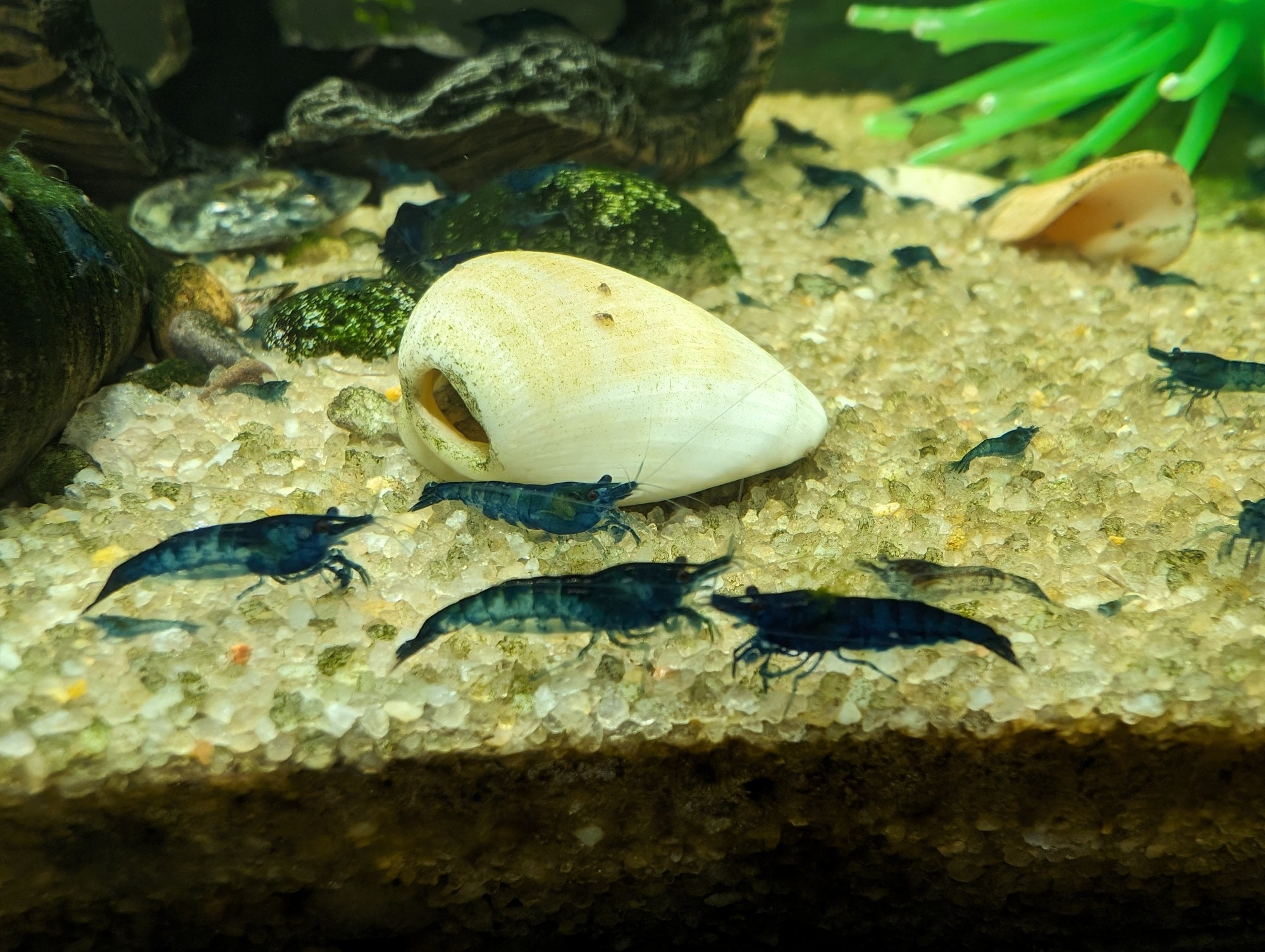 Some blue shrimp in an aquarium.