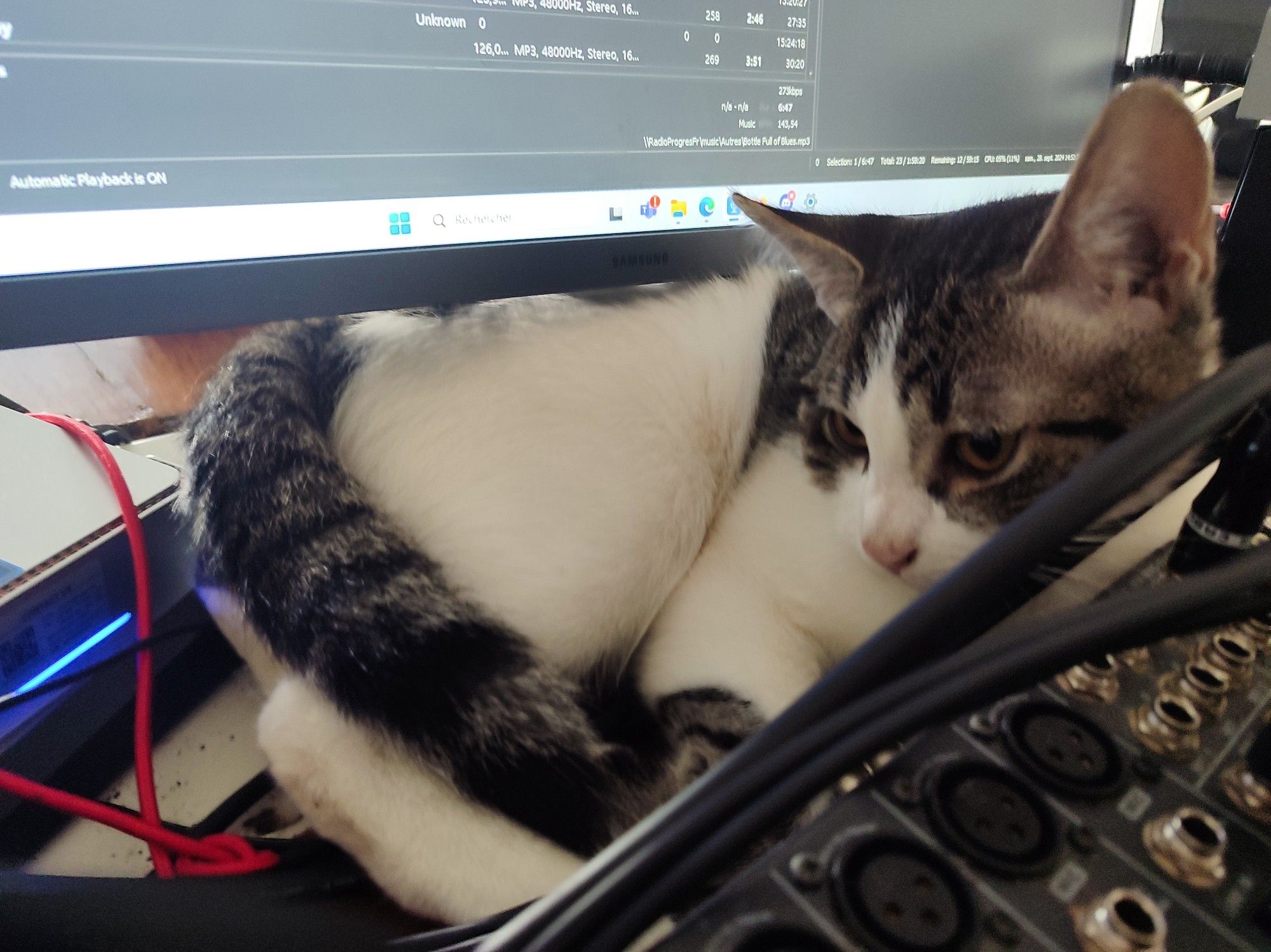 Un chat entre la table de mixage et l'écran