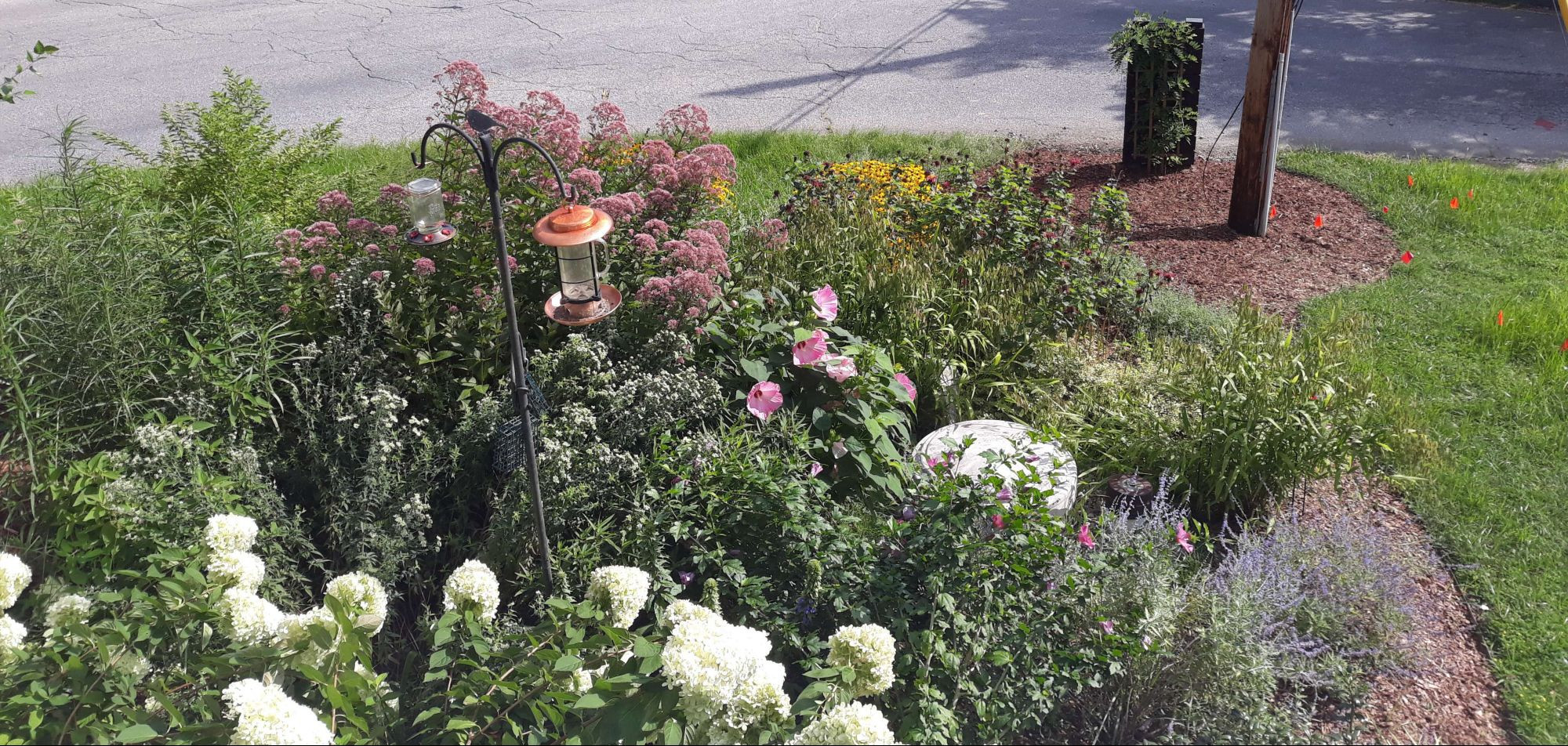 pollinator garden with hydrangeas, swamp mallows, bee balm, joe pye weed, and more!