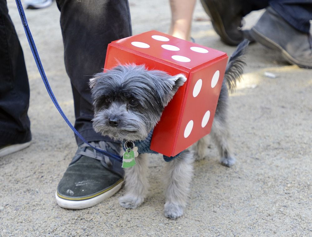 Foto de perro disfrazado de dado.