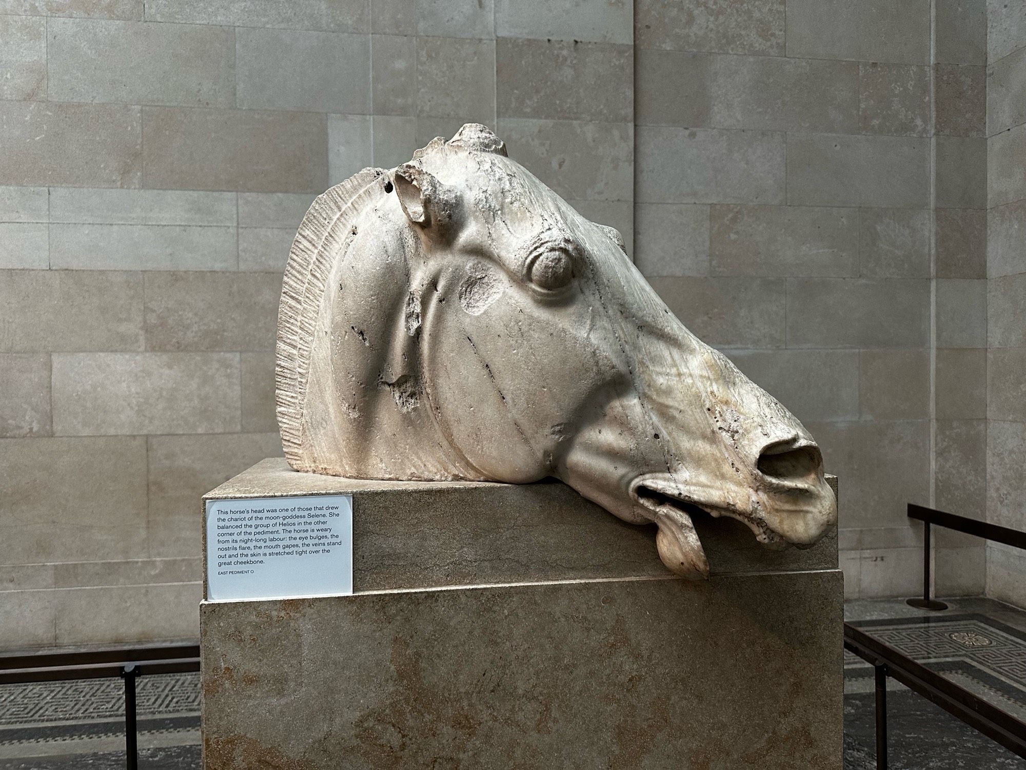 Parthenon Marble Statue of horses head