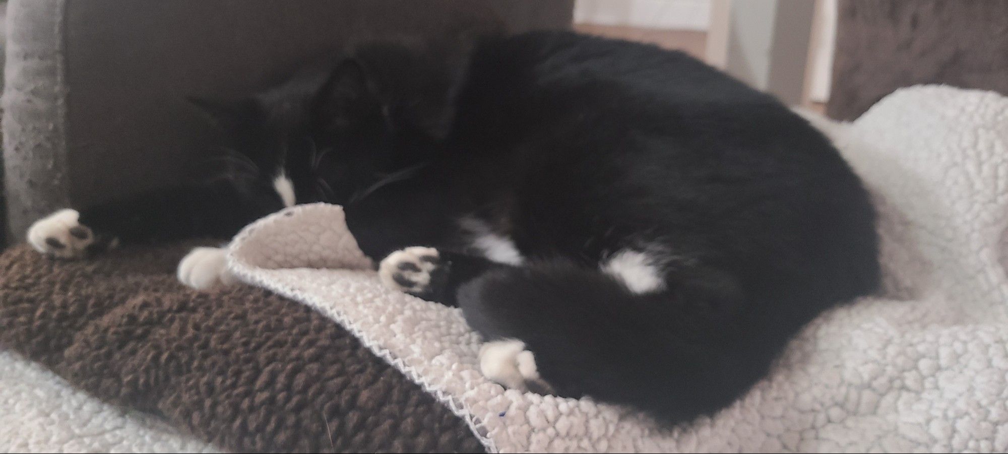 Miles the cat laying flat with his front paws out and his face hidden by a blanket. He's all black with white paws and a streak of white on his nose.