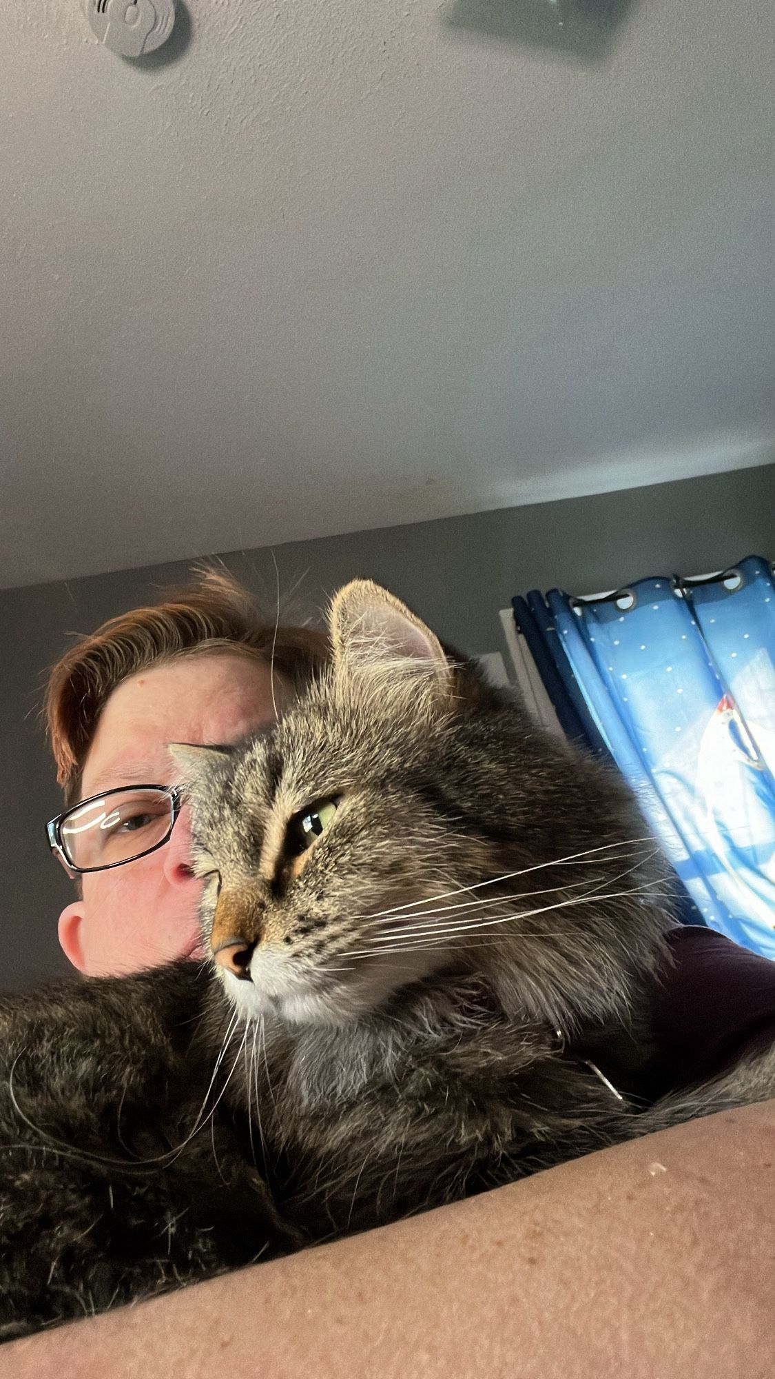 Robby, medium hair brown tabby, lounges directly in front of my face.