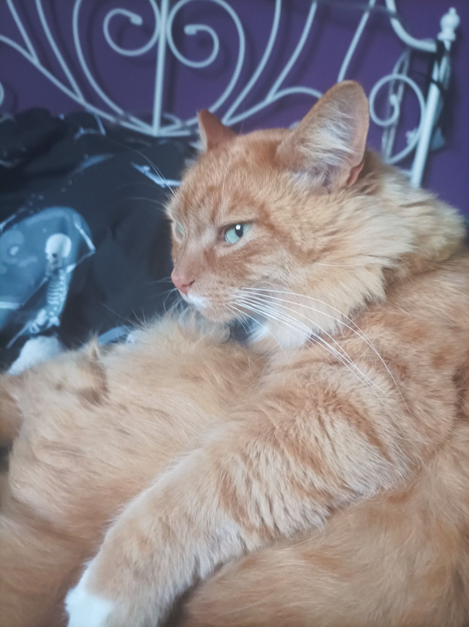 Onion clutching his floof, looking up mid-groom