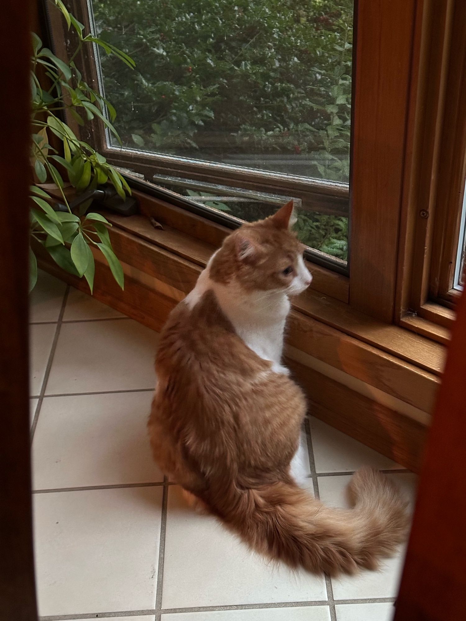 Goose looking out a window with an orange back and luxuriously fluffy orange tail