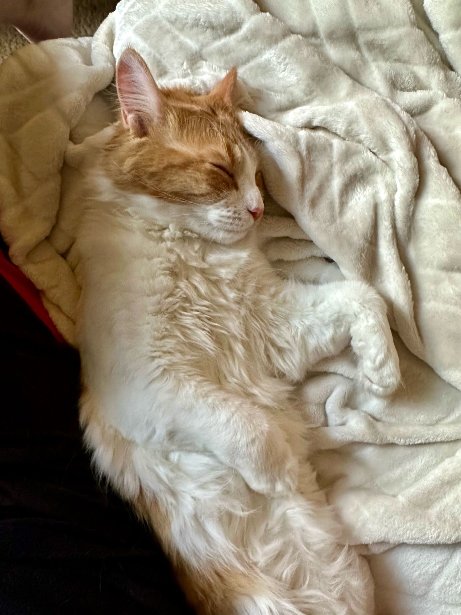 Goose this morning, sleeping with white fluffy belly exposed and orange head