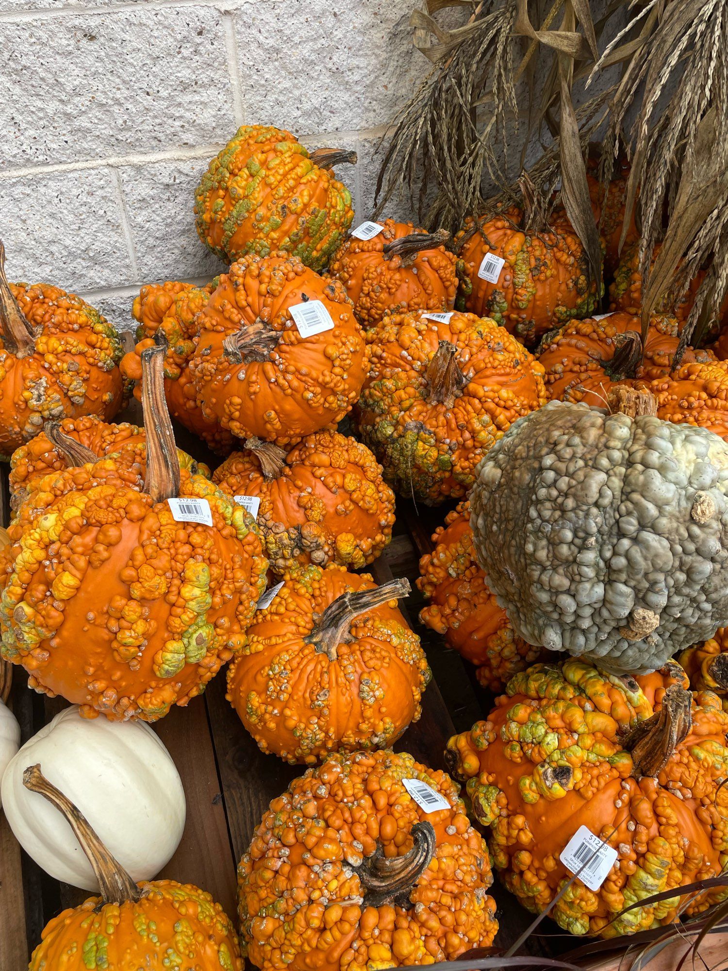 A pile of orange and green pumpkins with “warts.”