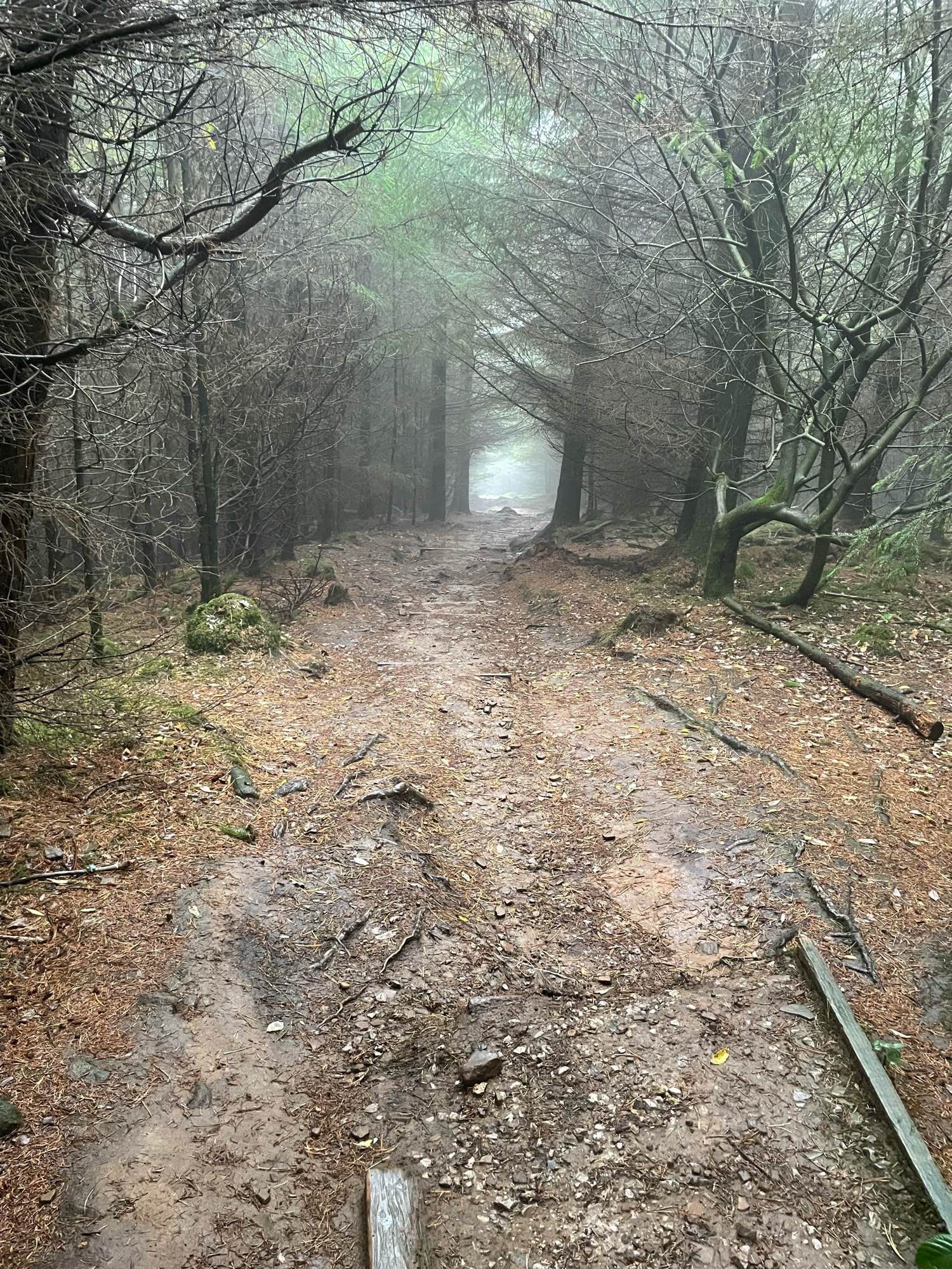 Looking down the path of a misty woodland.