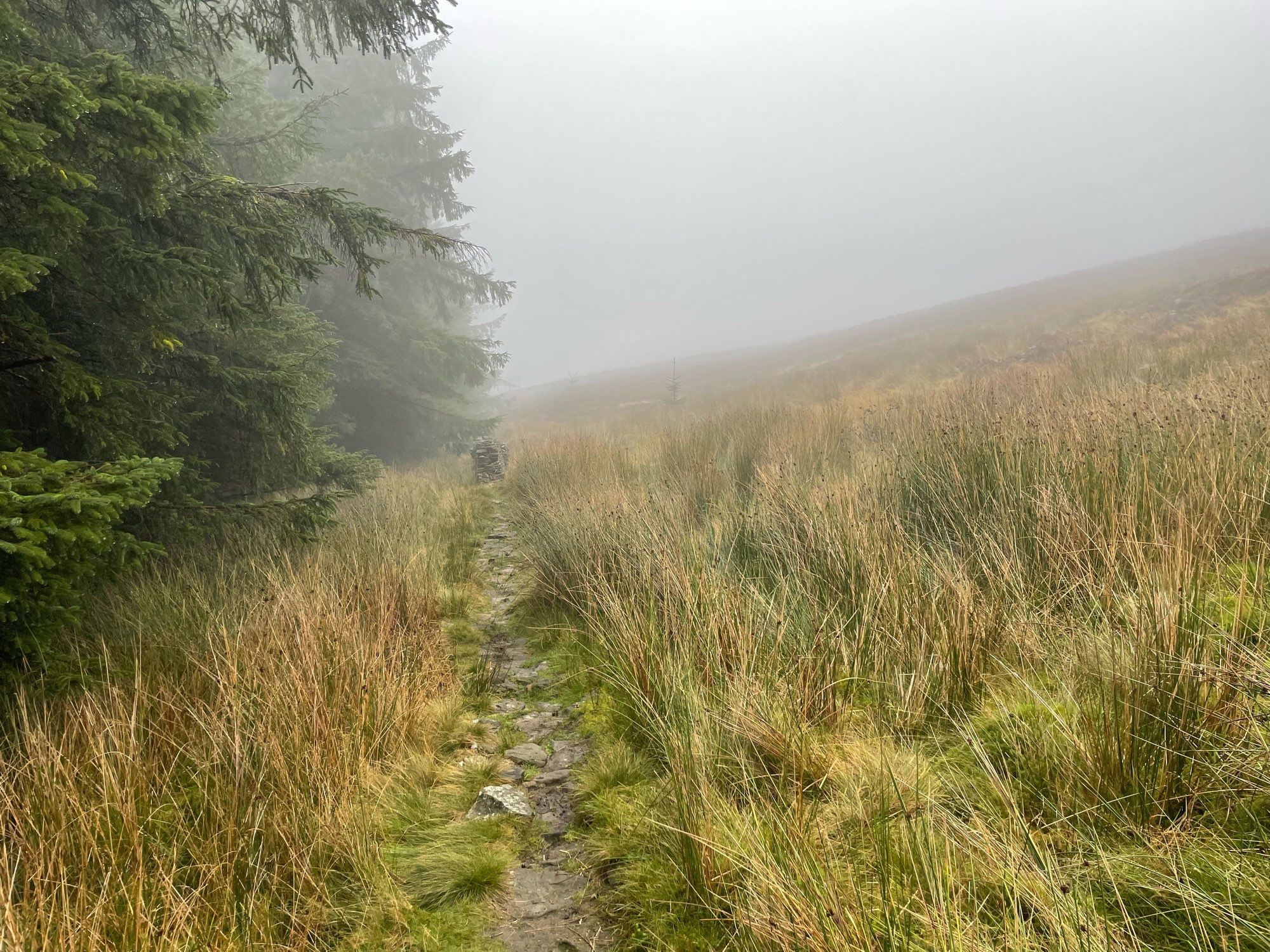 A path next to woods leading into fog