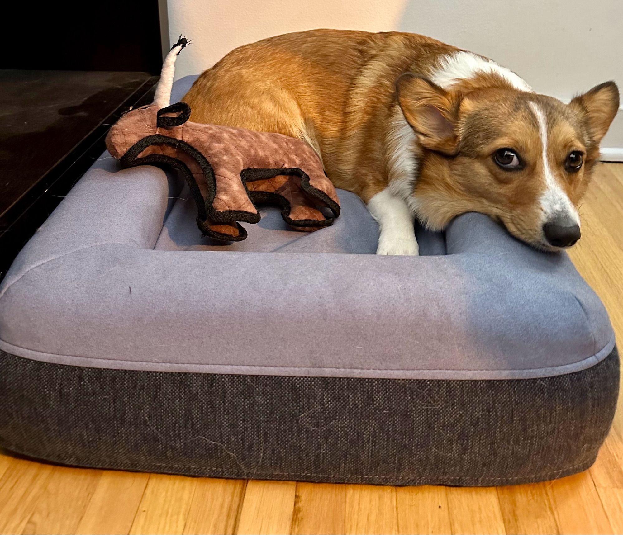 Eris the corgi is loafing on the edge of her blue and grey dog bed next to her longhorn plush toy