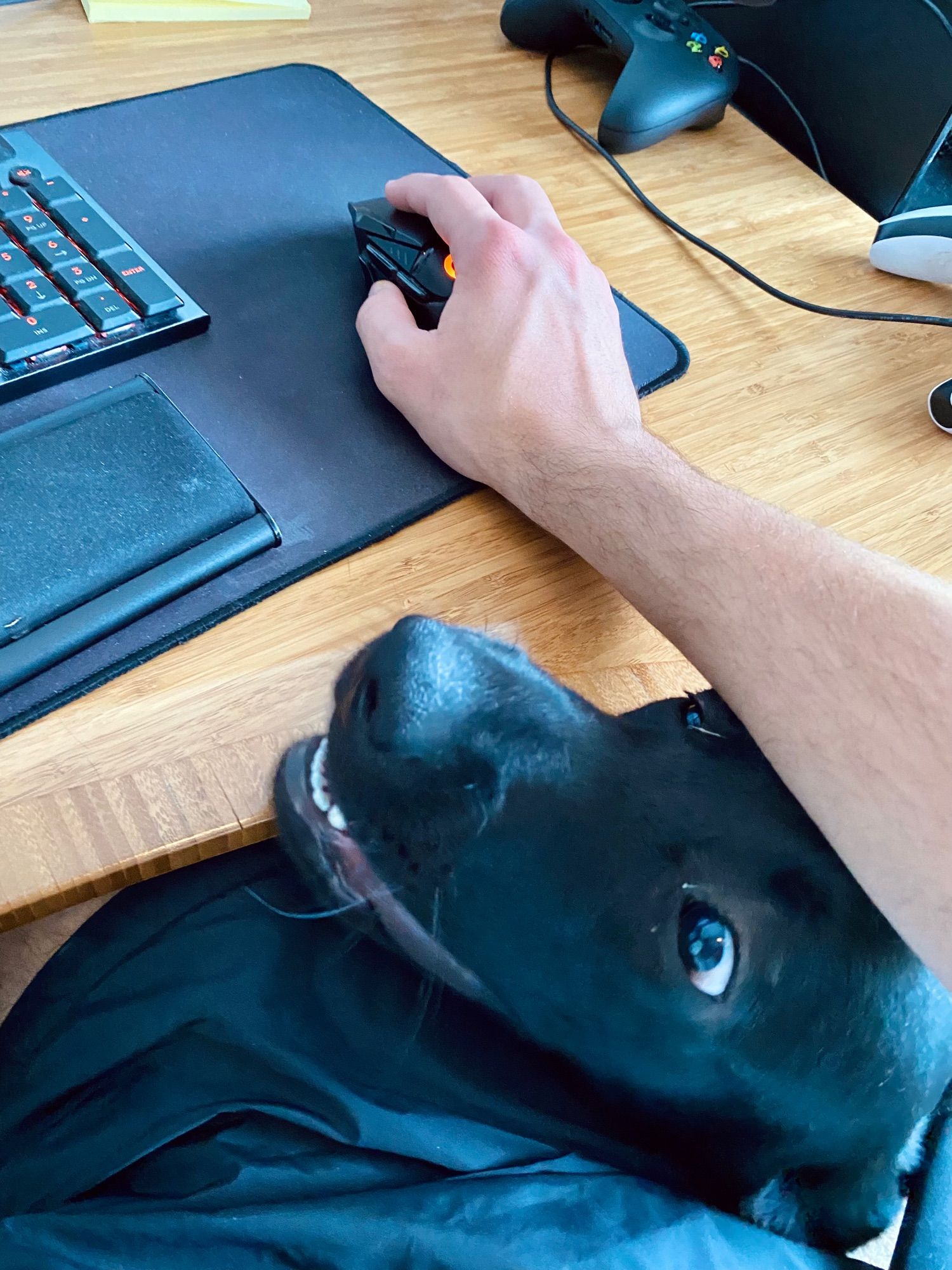 My black lab puppy, Mango, is sitting by my desk chair and sticking her head underneath my mouse forearm