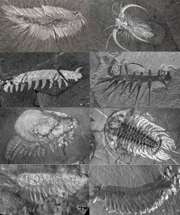 These Cambrian fossils from the Burgess Shale, all part of the Smithsonian’s collection. They are the following from upper left to bottom right: Annelid: Canadia; Arthropod: Marrella; Velvet Worm: Aysheaia; Hallucigenia; Arthropod: Canadaspis; Trilobite: Olenoides; Arthropod: Leanchoillia; Opabinia

Image from The Smithsonian National Museum of Natural History’s Burgess Shale Fossil Specimens