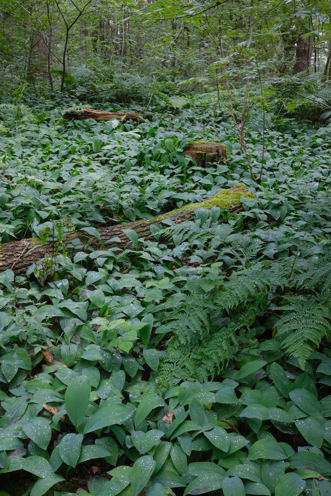 Photo of an overgrown forest ground. Green leaves, some fern.