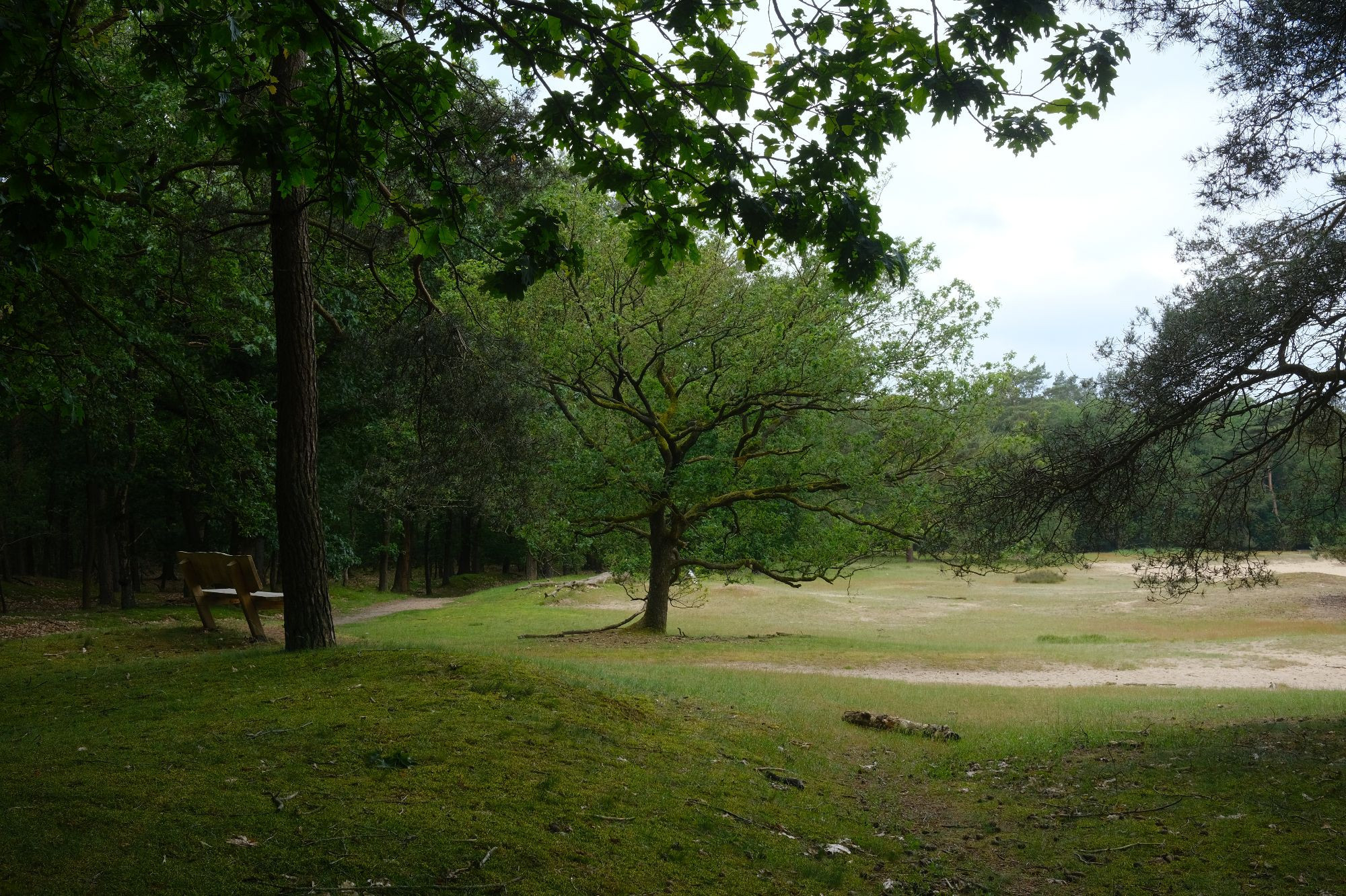 Photo of a sandy heath, some trees, cloudy sky.