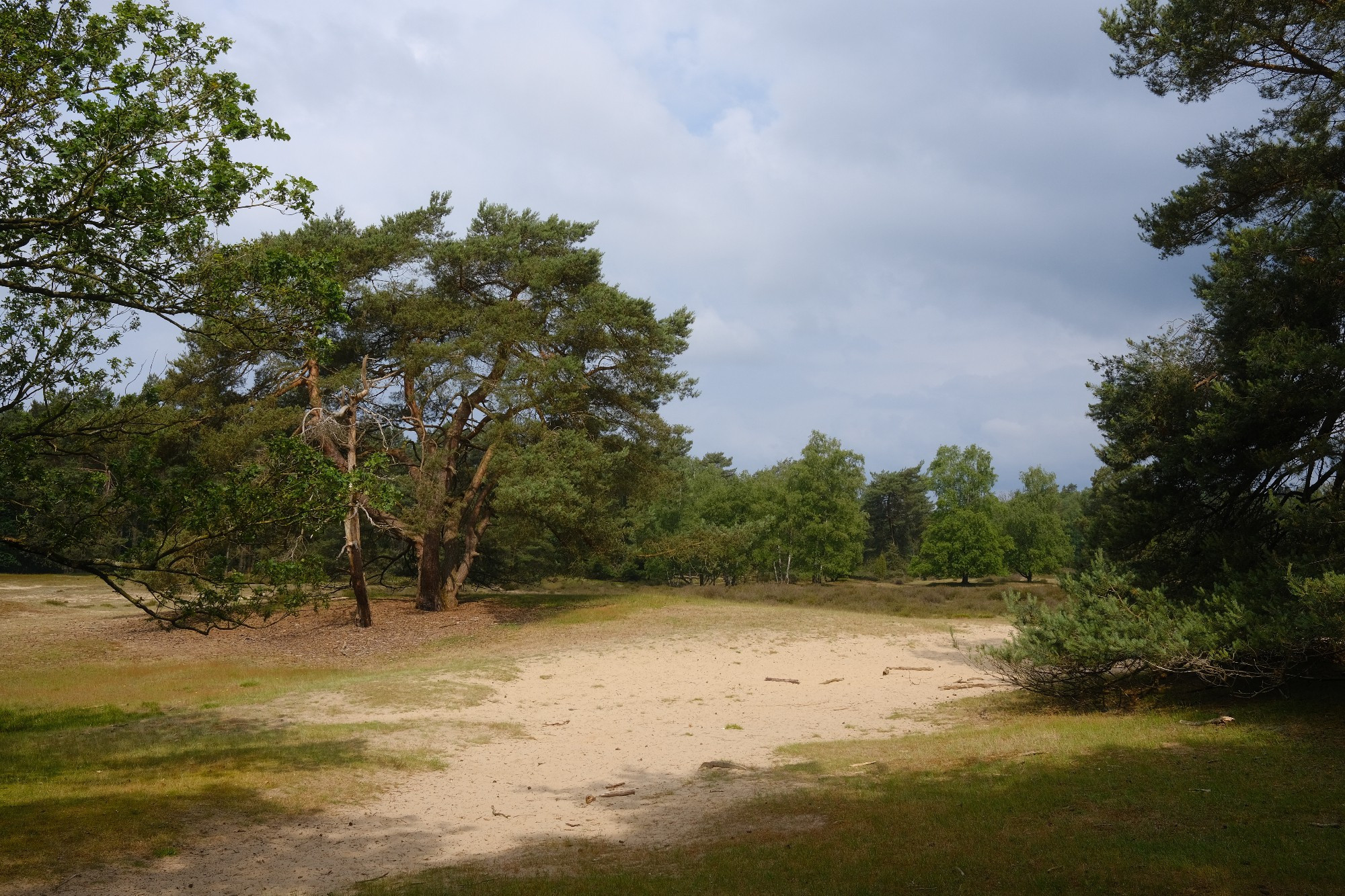 Photo of a sandy heath, some trees in the distance, cloudy sky.