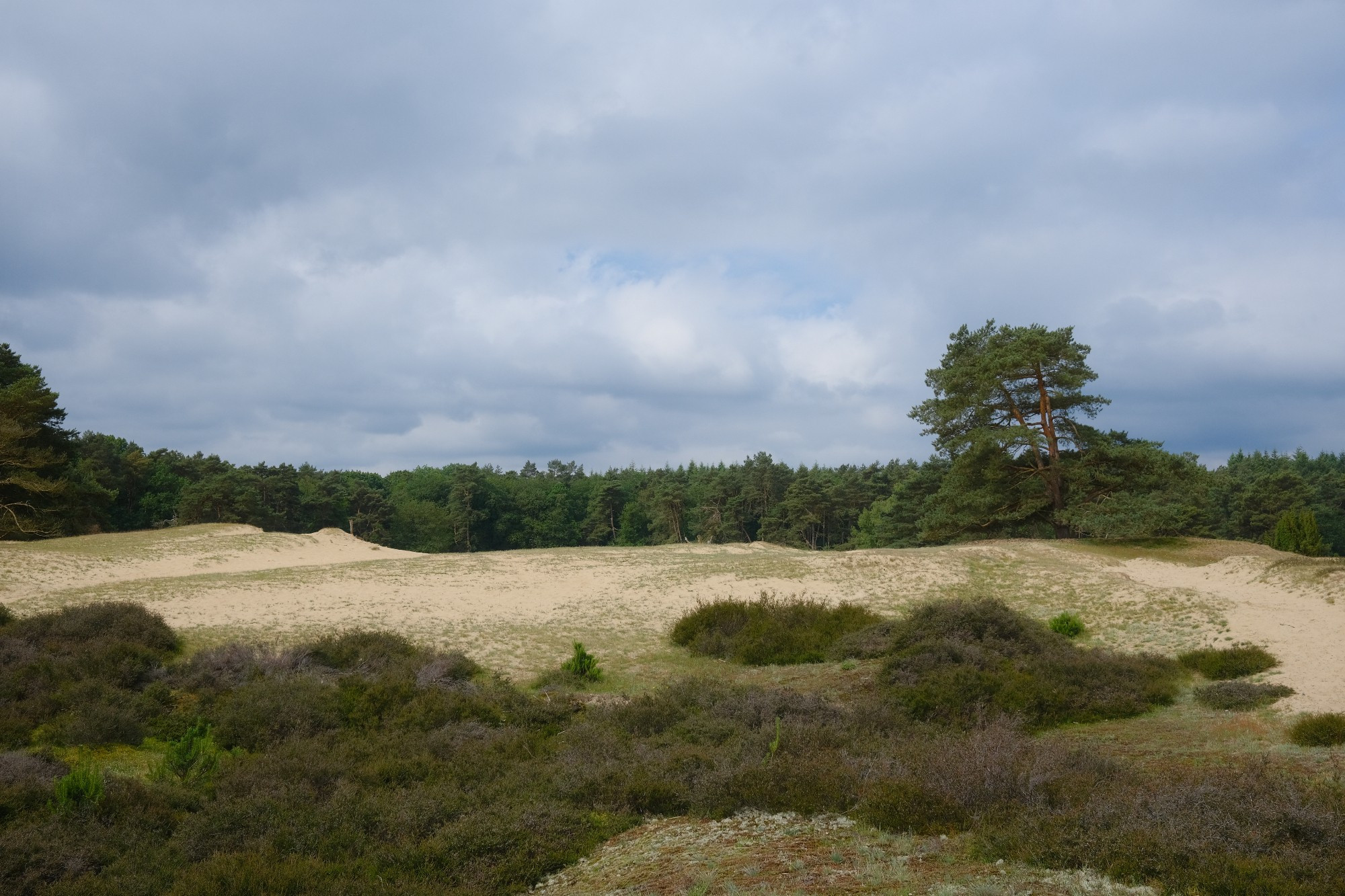 Photo of a sandy heath, some trees in the distance, cloudy sky.