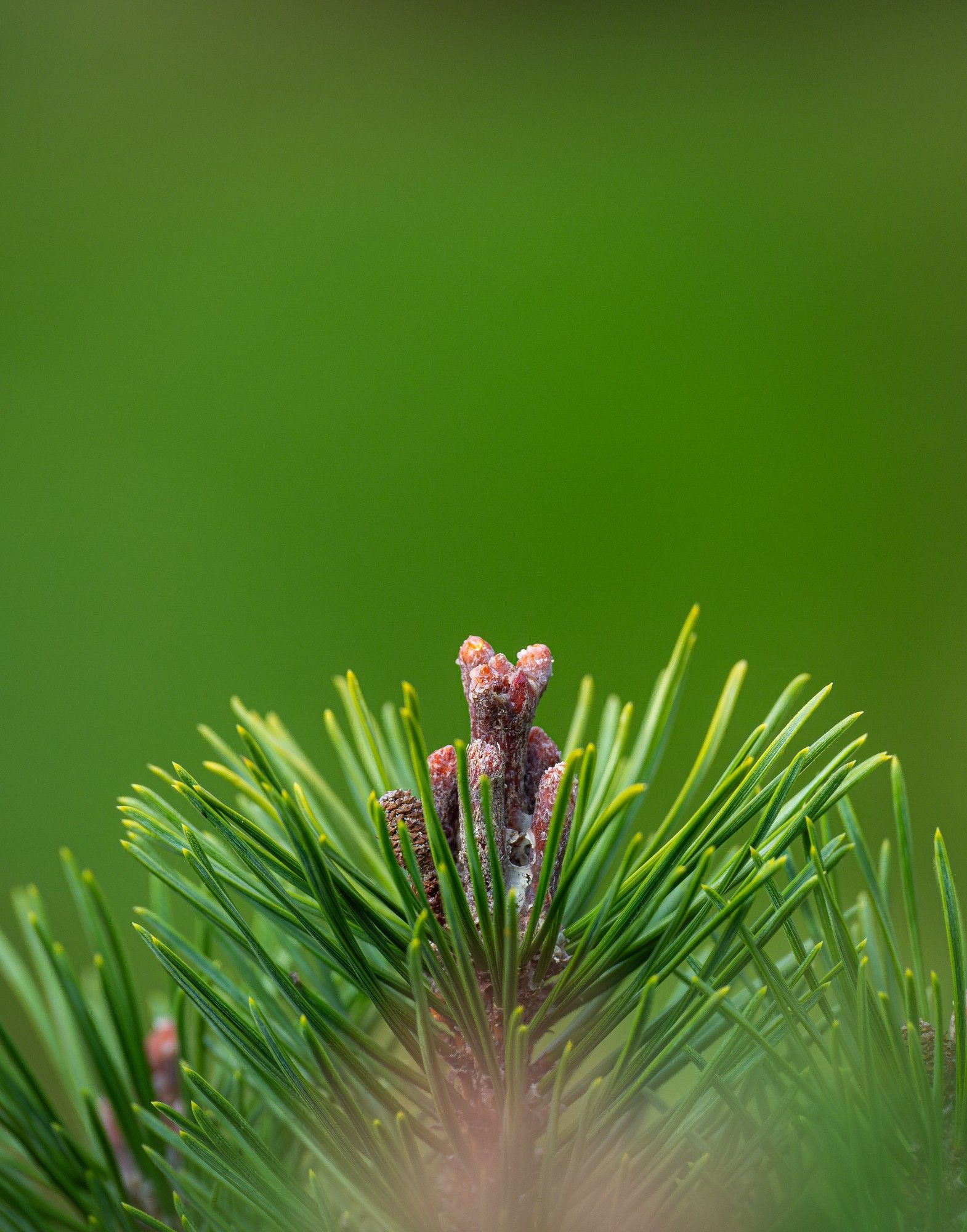 A close-up of a pine tree branch with sharp, vibrant green needles. The focus is on the new growth at the tip of the branch, which appears as small, reddish-brown buds against a soft, blurred green background