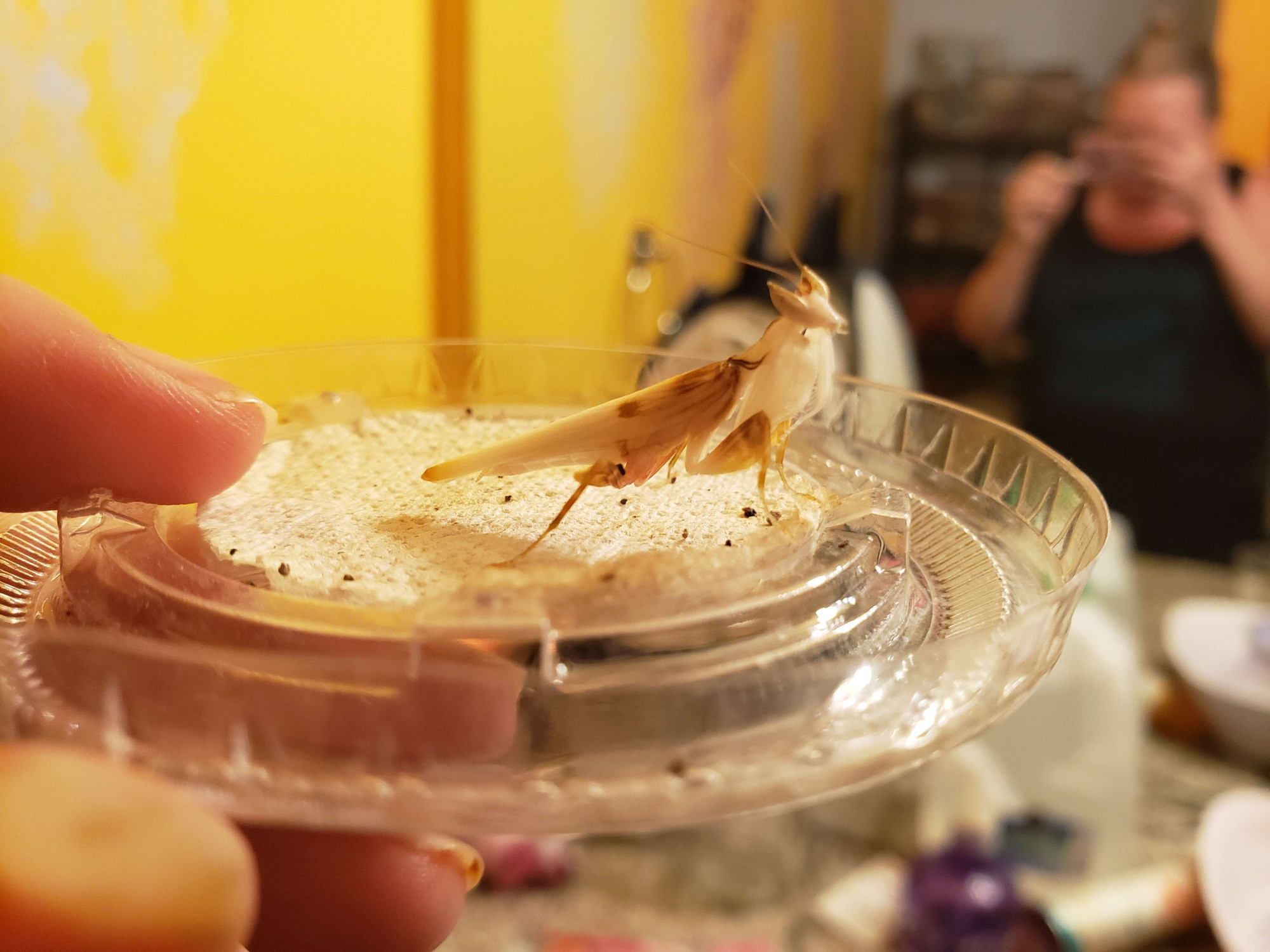 A male orchid mantis sitting on a plastic lid, alert and looking up. His arms are folded in front of him; his wings are white and brown, like a bruised flower petal.