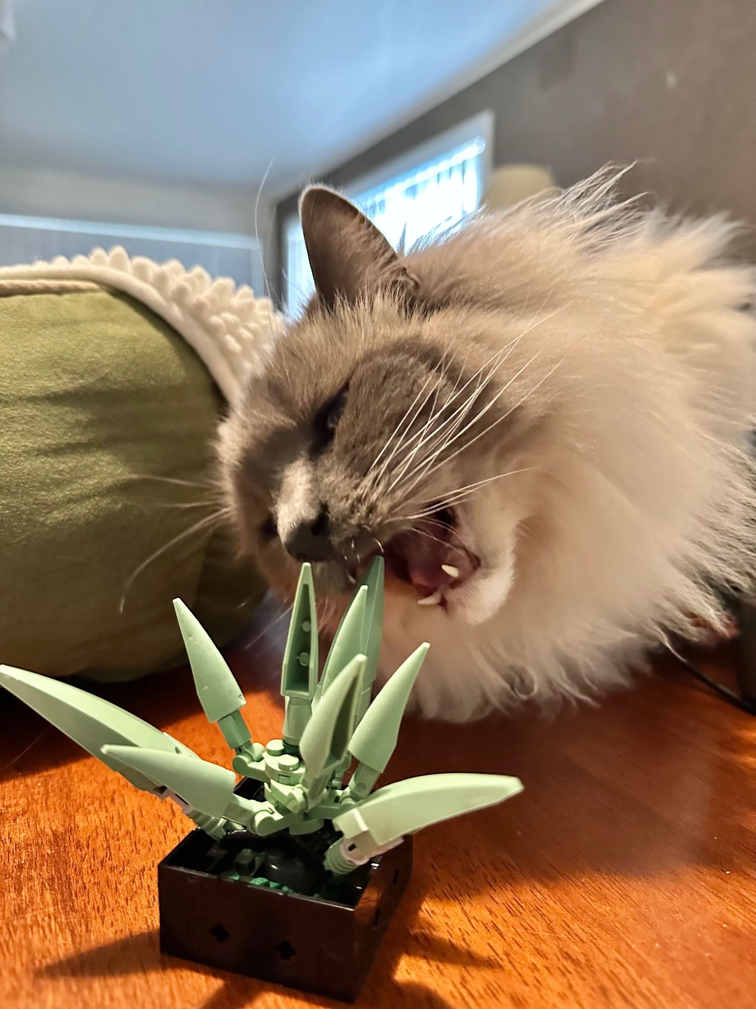 Fluffy ragdoll cat with his mouse open, about to chomp on a Lego succulent.