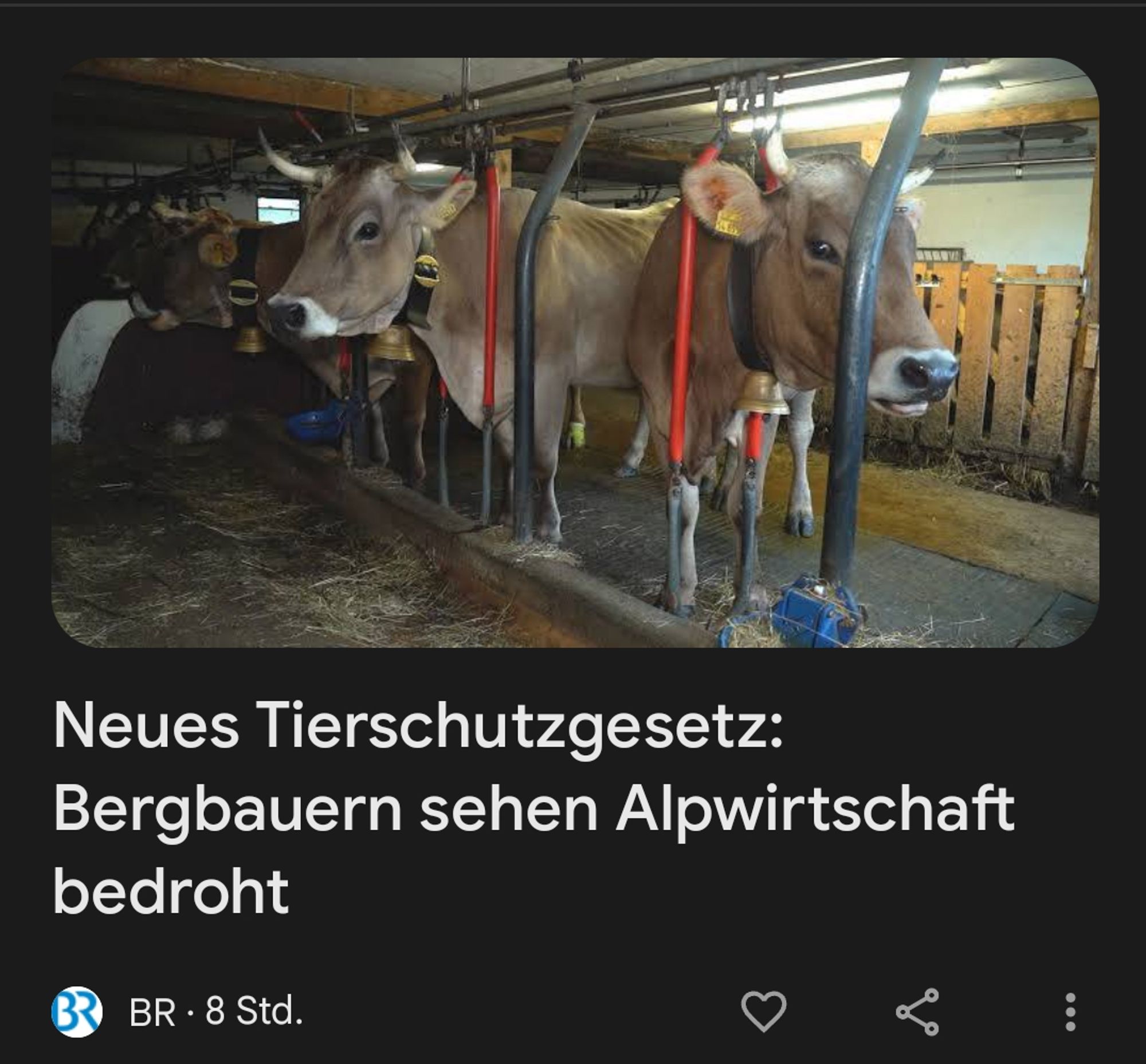 BR Artikel: Neues Tierschutzgesetz: Bergbauern sehen Alpwirtschaft bedroht 

Titelbild Kühe im Stall in Anbindehaltung