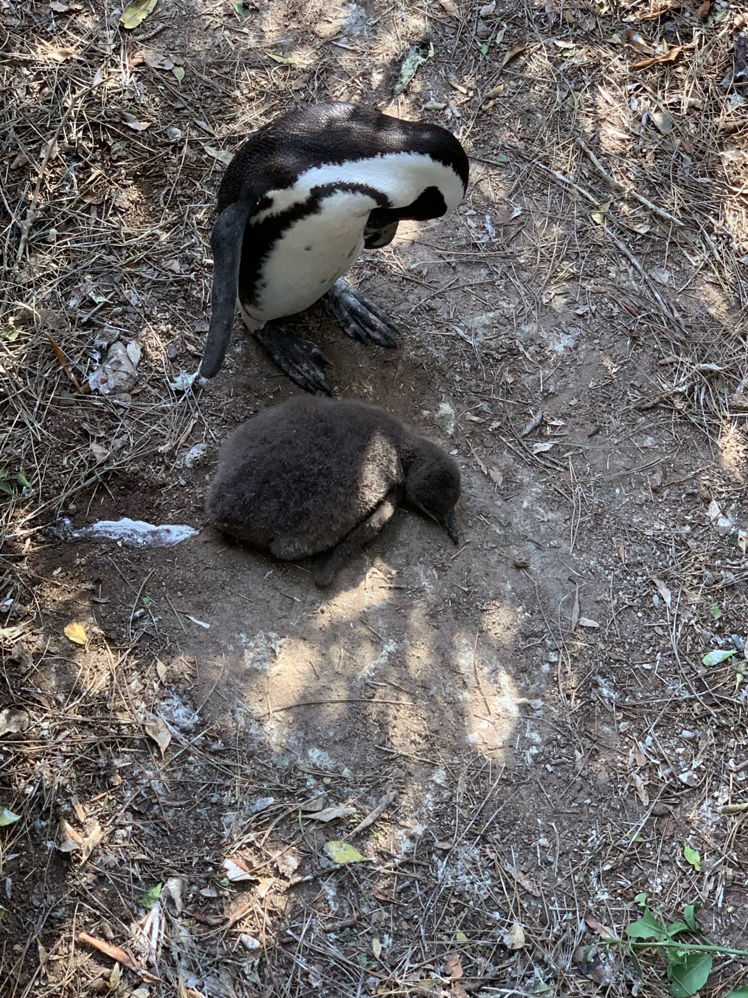 A baby penguin and parent on shaded dusty ground. The baby is brown and so fuzzy