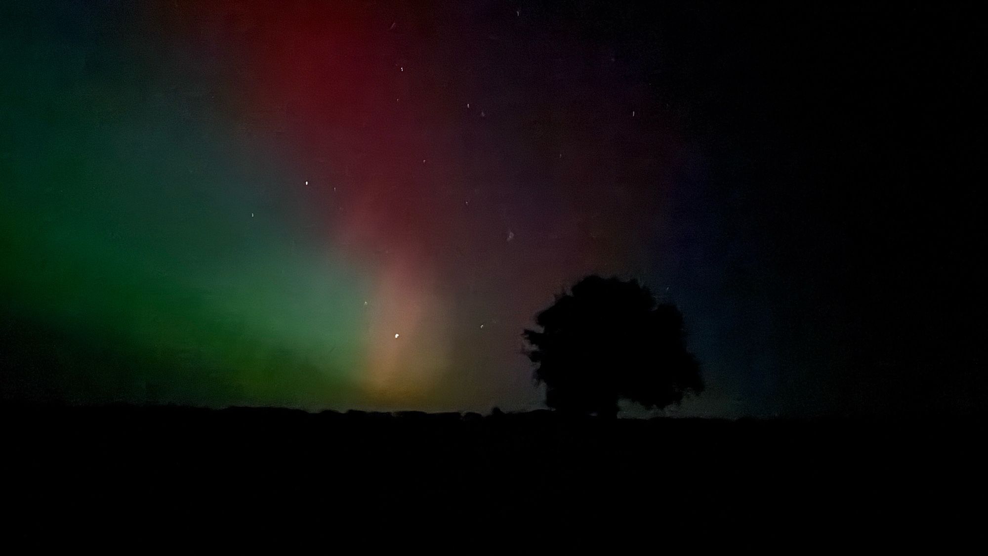 Polarlichter auf dem Nachthimmel. Im Hintergrund ein Baum