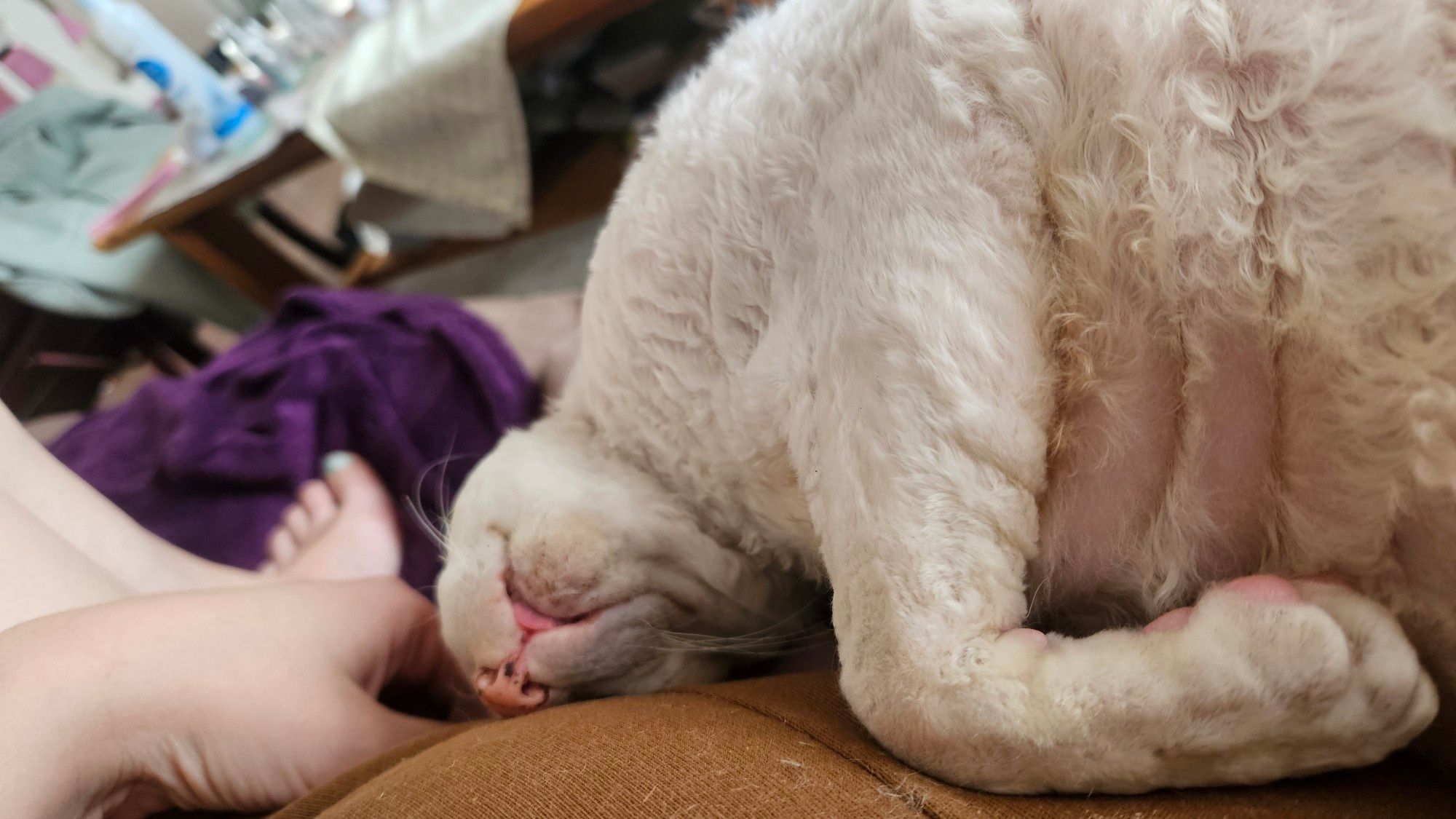 Photo of a redpoint Cornish Rex cat sleeping with their small head upside down, pink tongue barely sticking out. You can see one of their paws close to the camera and plenty of cuddly fat belly folds.